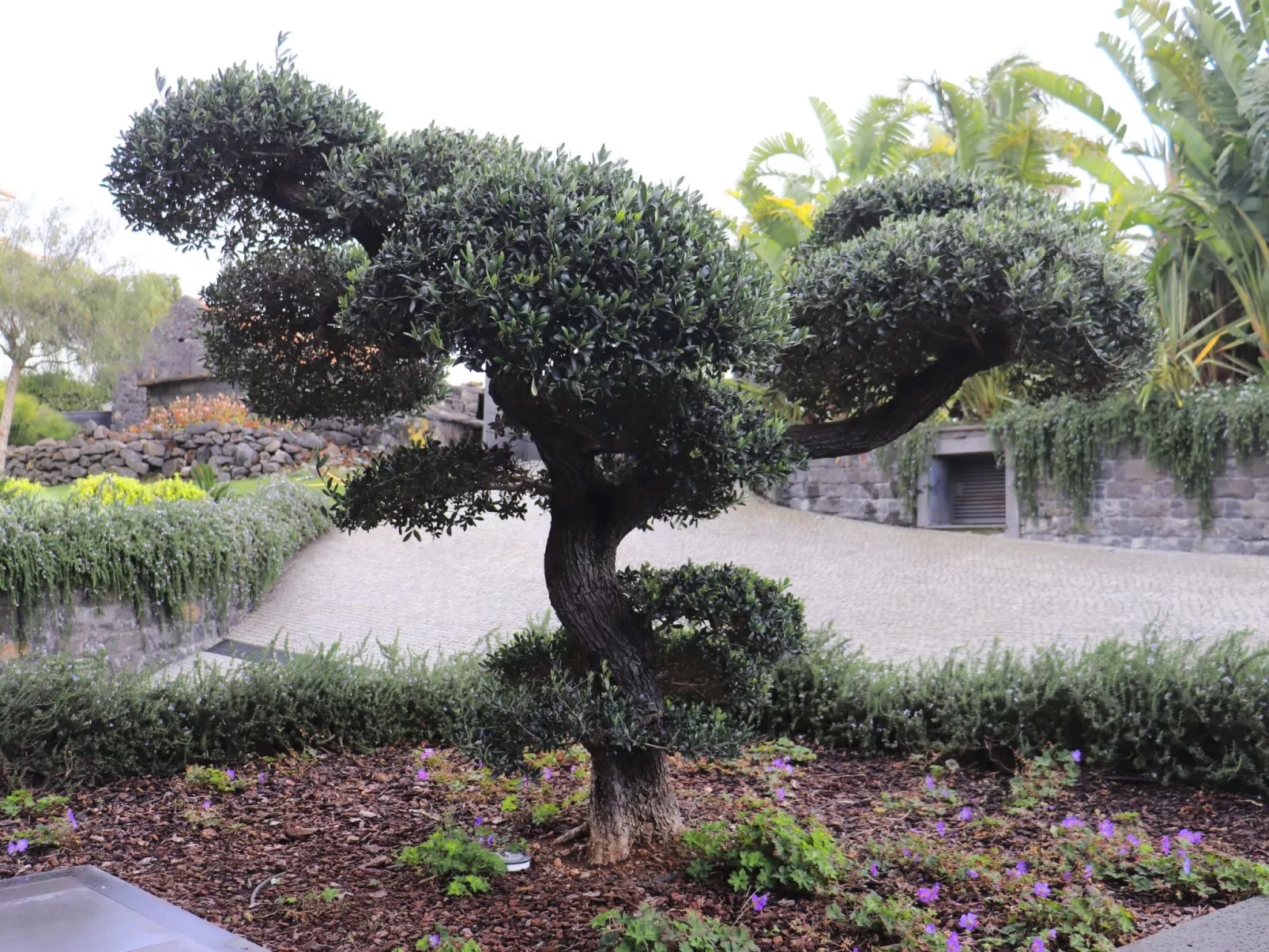 VILLA BONSAI-Image-tags.info