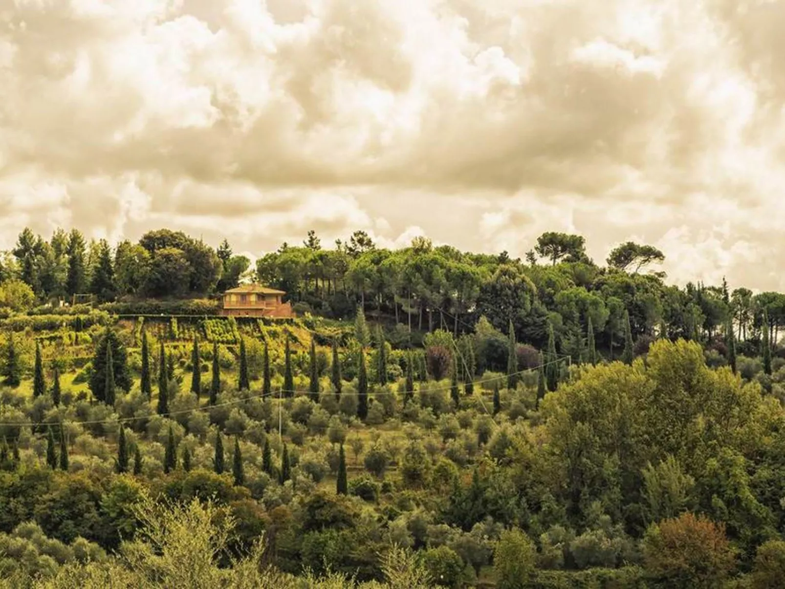 "Raffaello leccino-Buiten