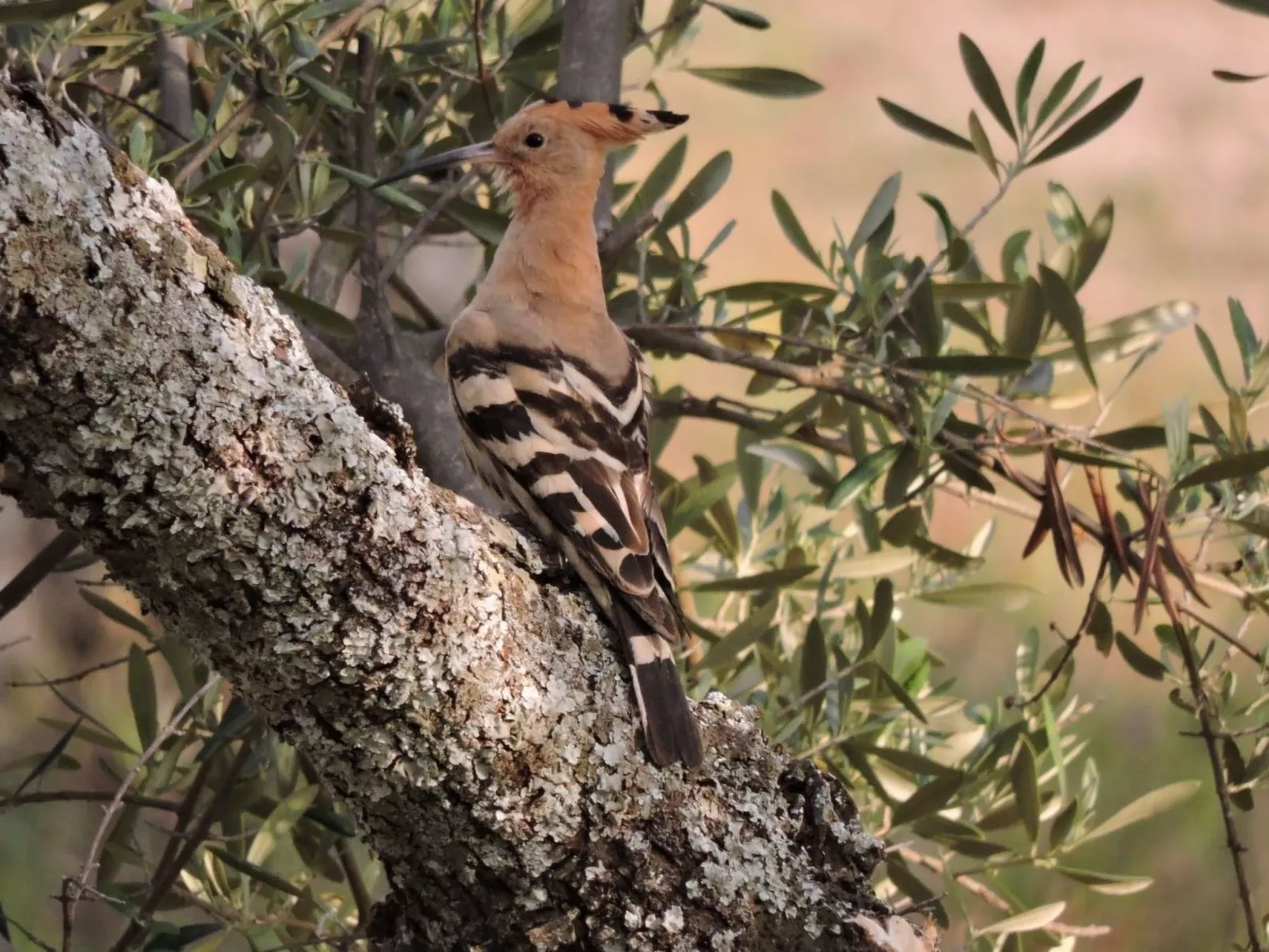 Das Cortijo auf der Finca al-manzil-Image-tags.info