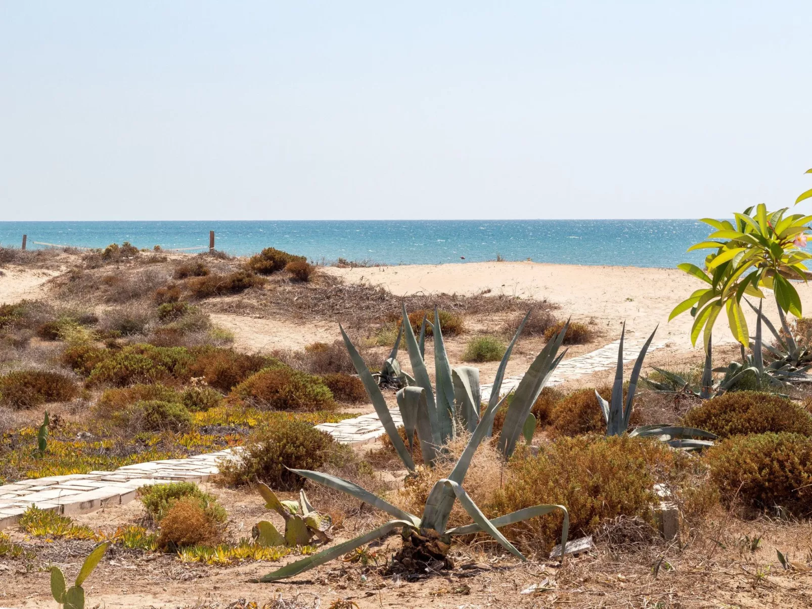 Amarillis, Wohnung am Strand-Image-tags.info