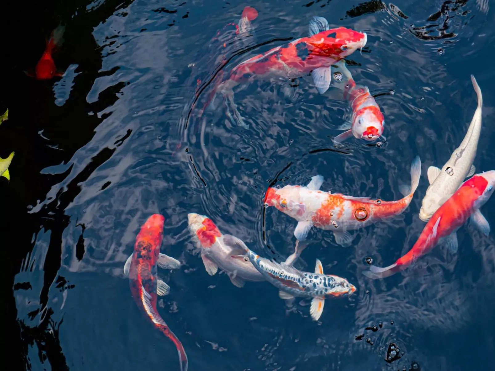 5-Suiten Madrid Villa Oasis, Schwimmbad-Spa, Fitnessraum, Club-Buiten