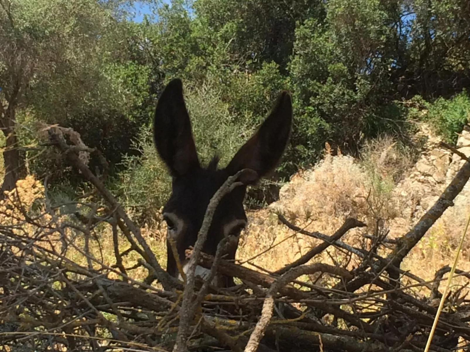 Gemütliches Ferienhaus mit Kamin in Porto Tramatzu-Buiten