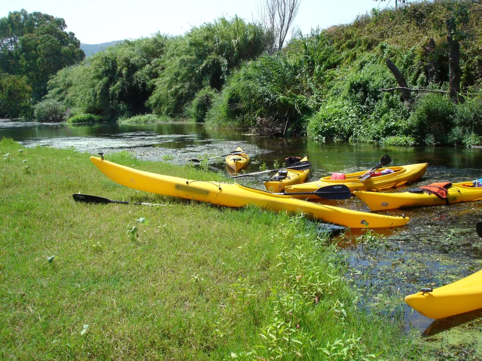 Sa Fiorida C plus II-Image-tags.info