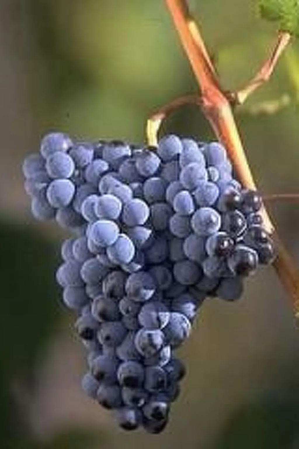 Wohnung mit Poolbenutzung-Image-tags.info