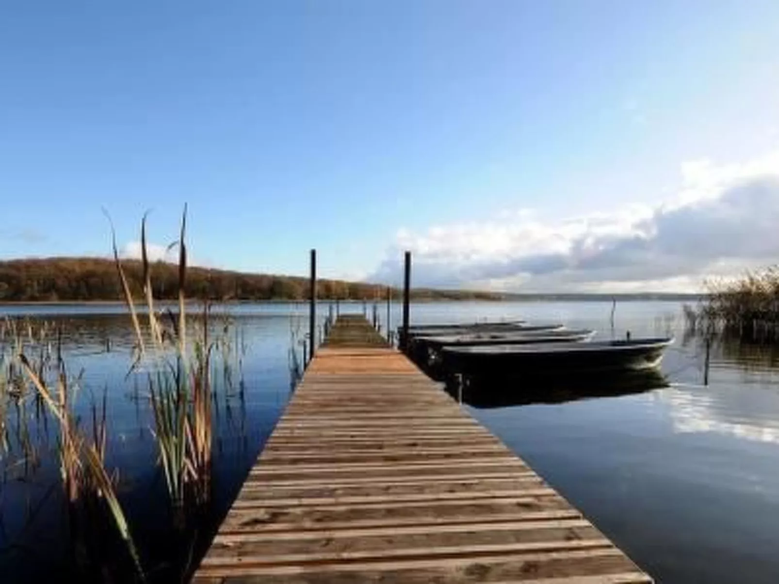 Karpfen 3-Image-tags.info