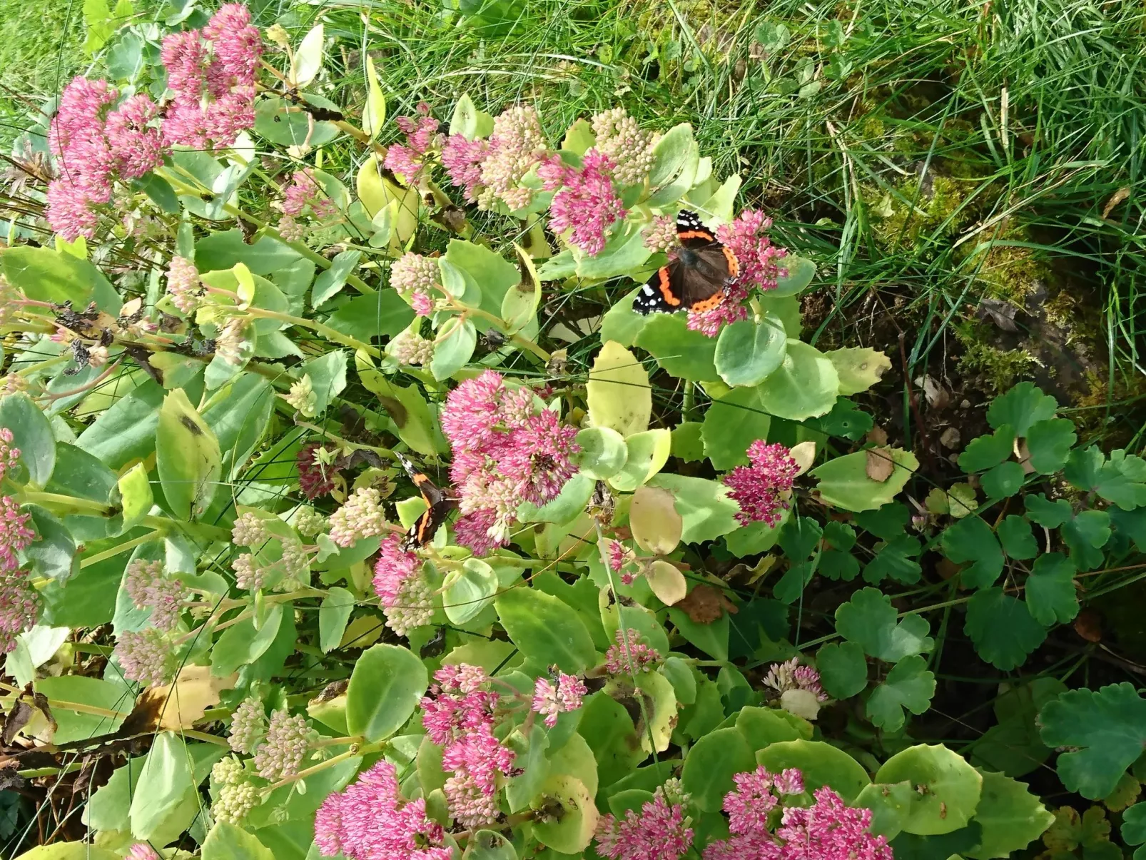 Saxarsviken-Image-tags.info