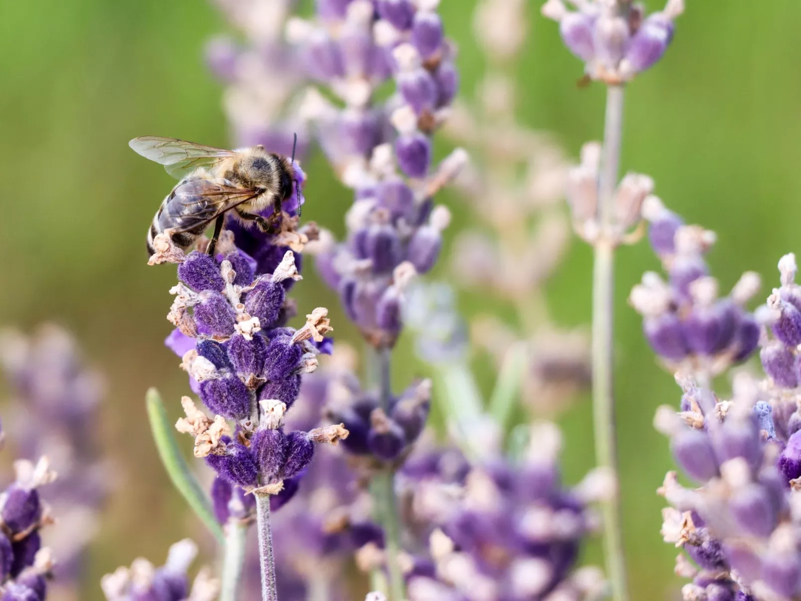 Villa Mi, Rukavac, Opatija Riviera-Buiten