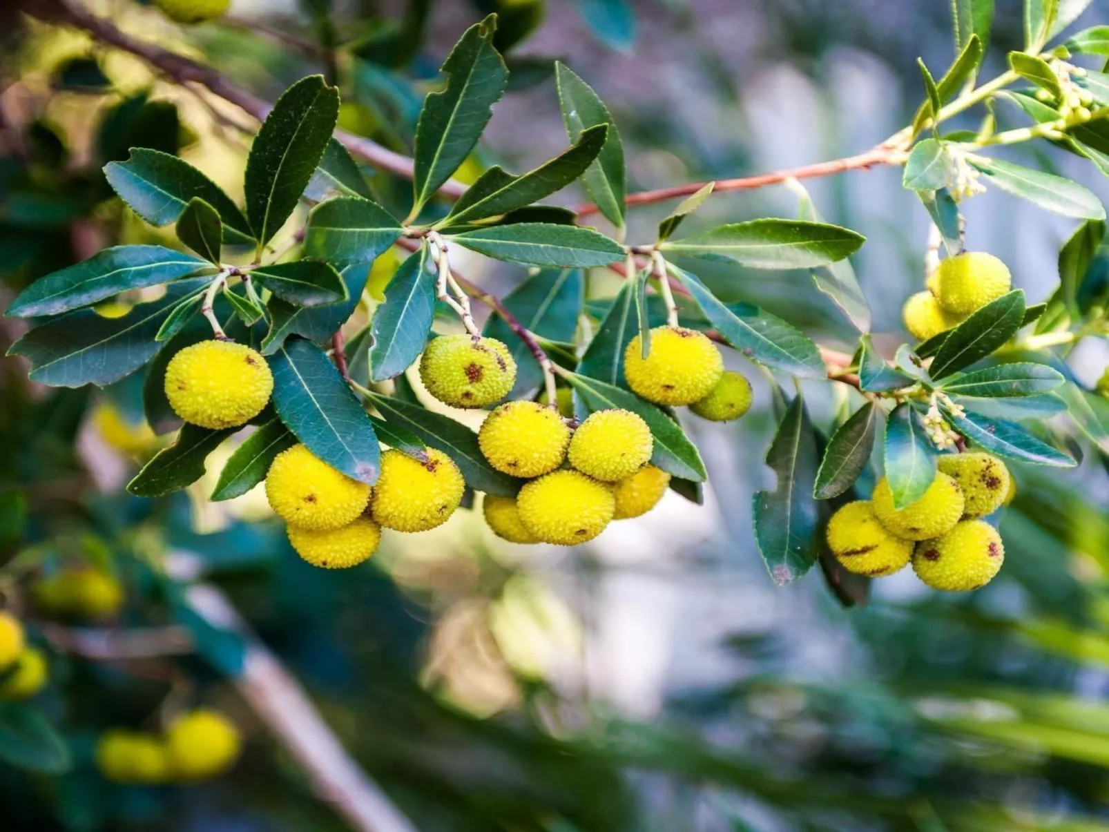 "Haus Gluscevic" direkt am Strand-Buiten