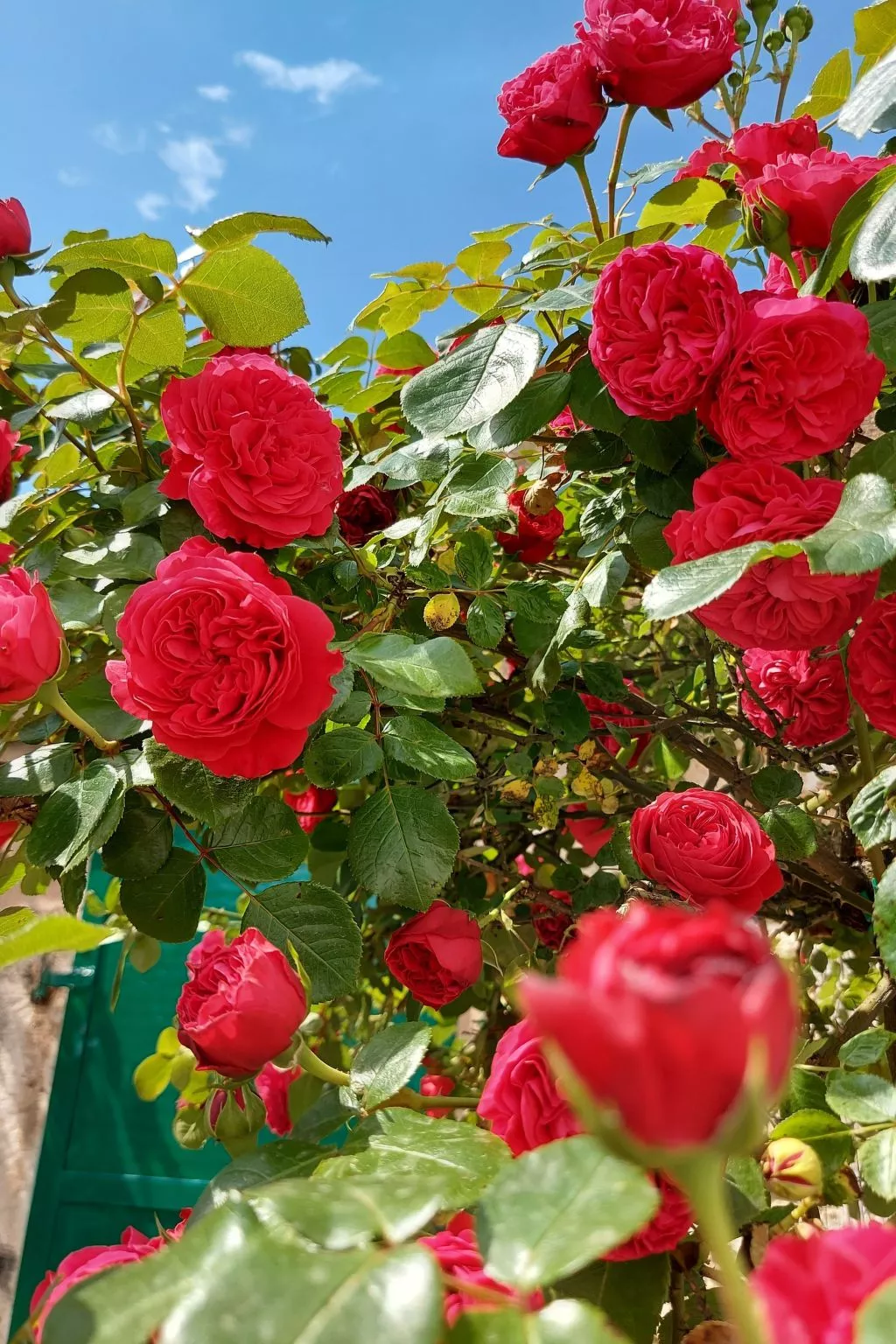 Romantische Villa mit weitläufigem Garten-Buiten