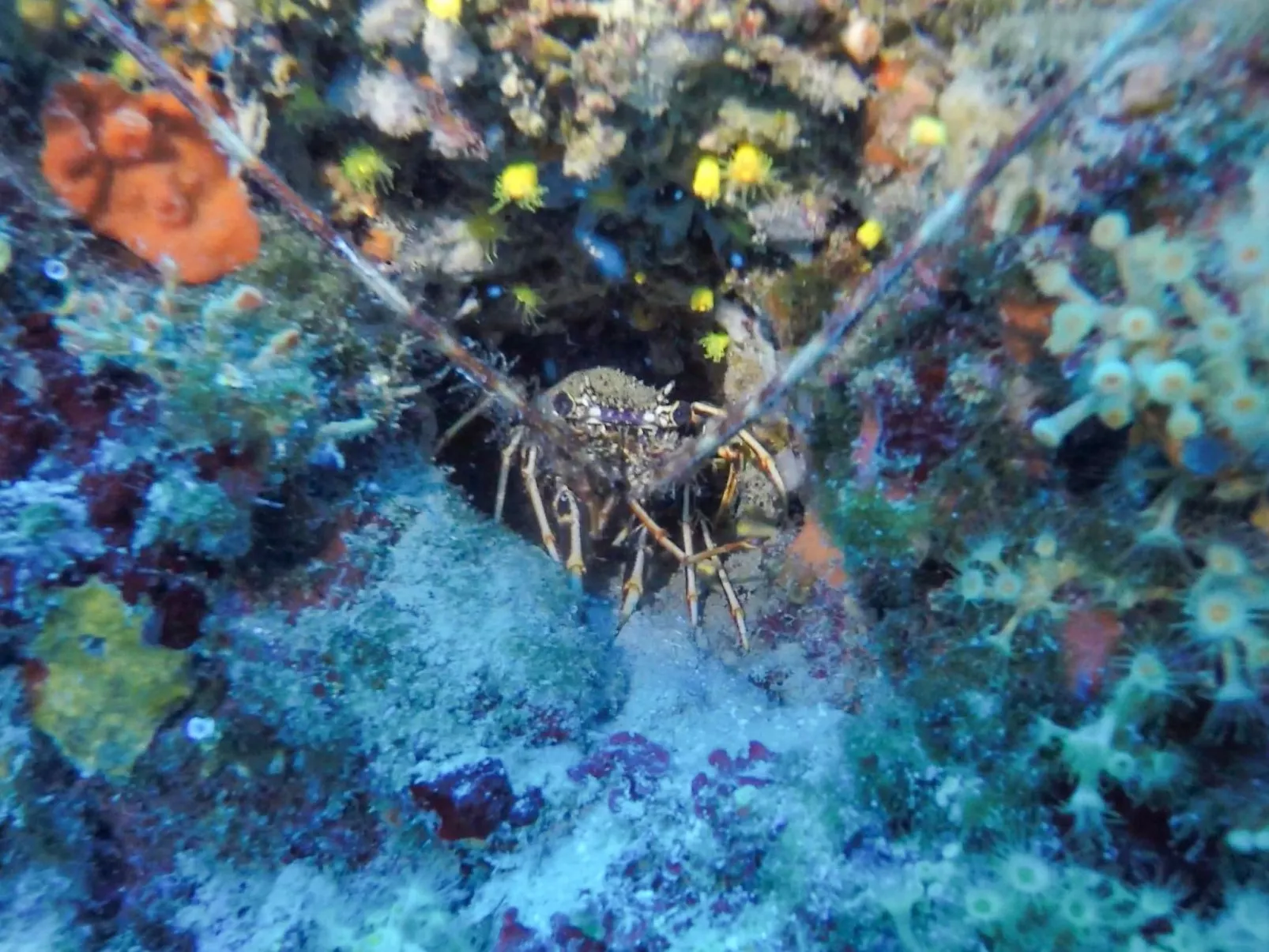 Villa Prana-Image-tags.info