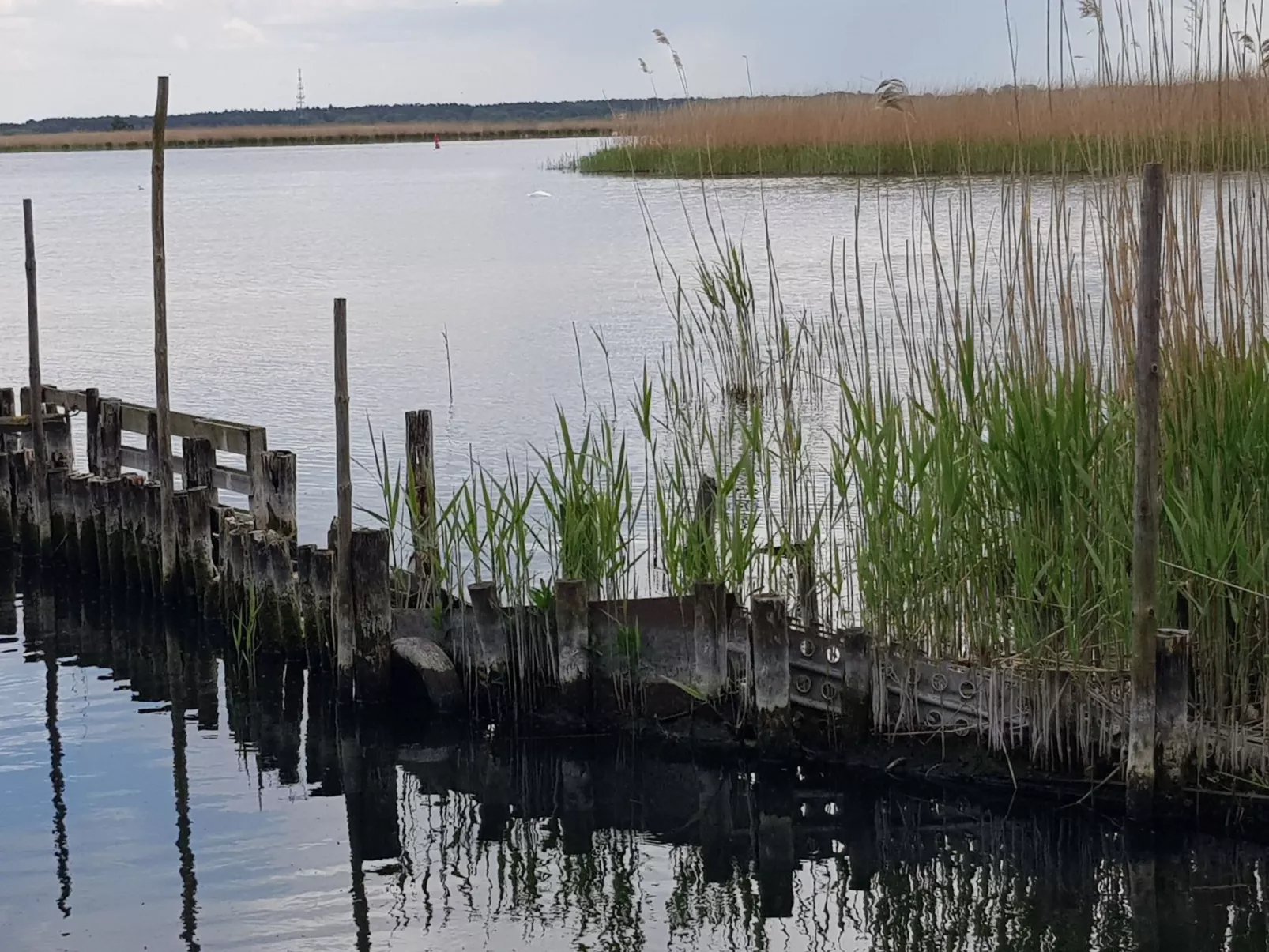 Waldperle-Image-tags.info