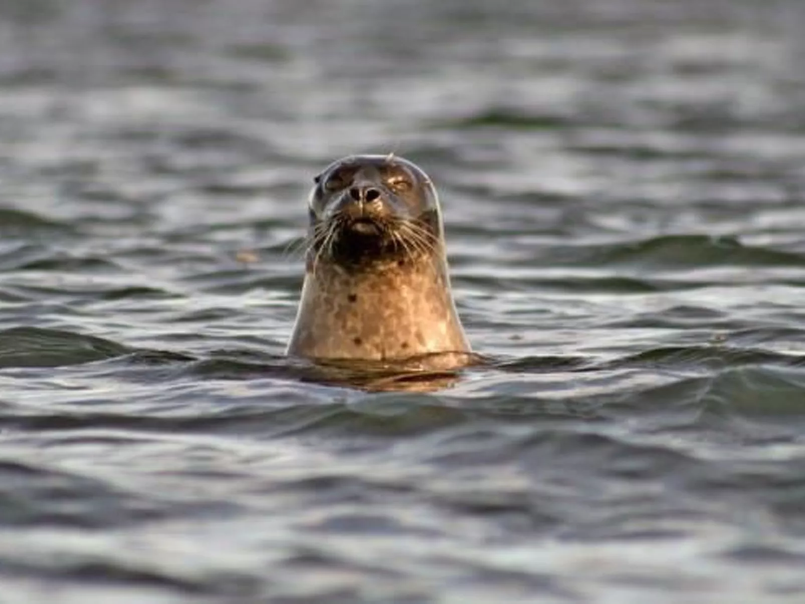 Holzhaus mit Terrasse, direkt an einer Bucht-Image-tags.info
