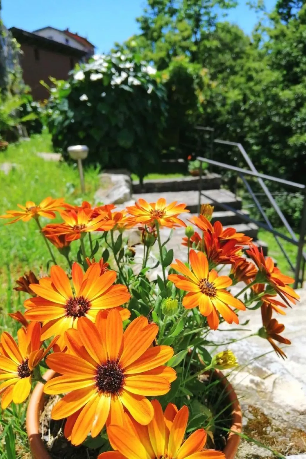 Mit Bergblick-Buiten