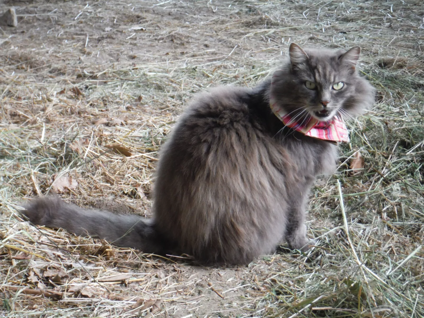 Domäne auf dem Bauernhof-Image-tags.info