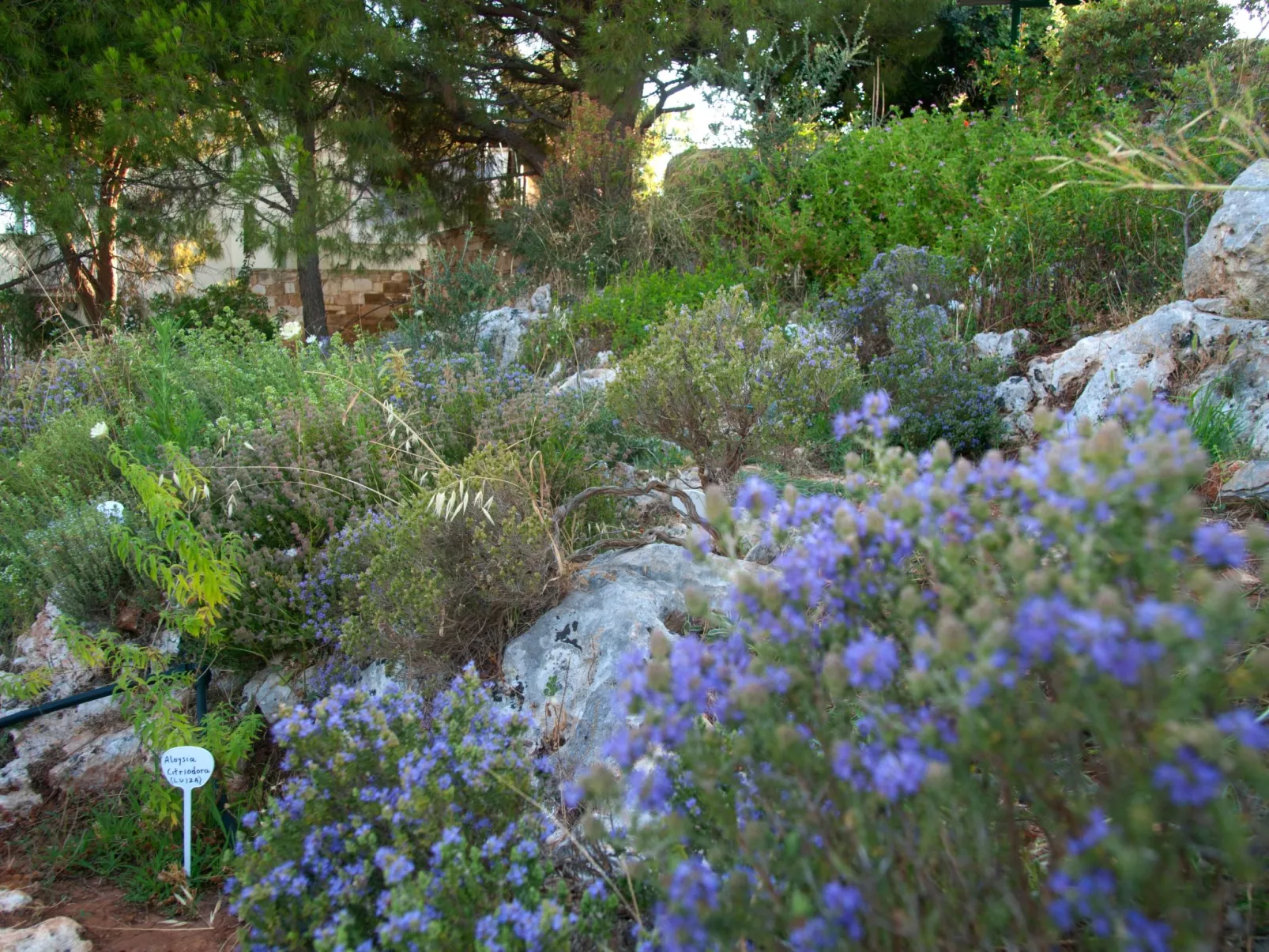 Der Garten von Zephyrus - West-Buiten
