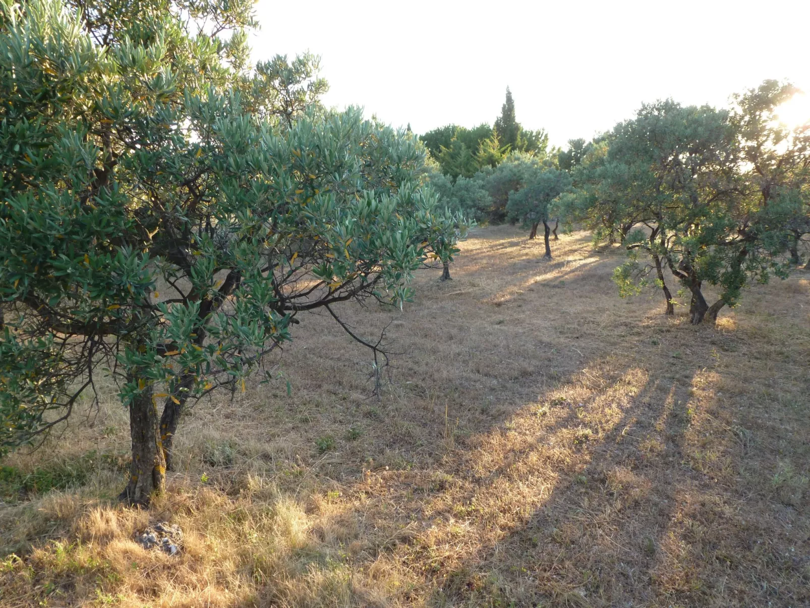 Les amandiers-Buiten