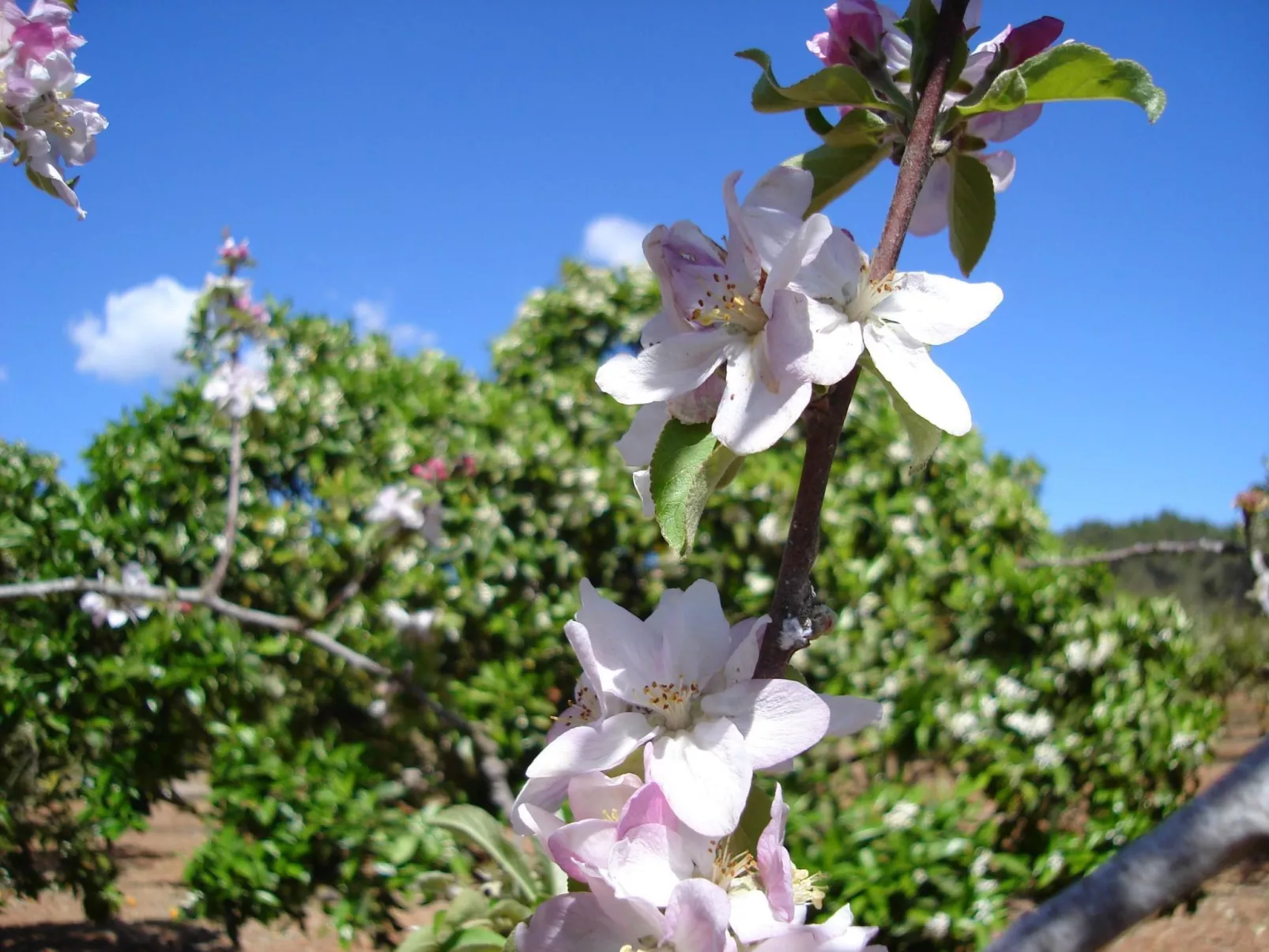 Villa Can Toni mit Schwimmbad-Image-tags.info