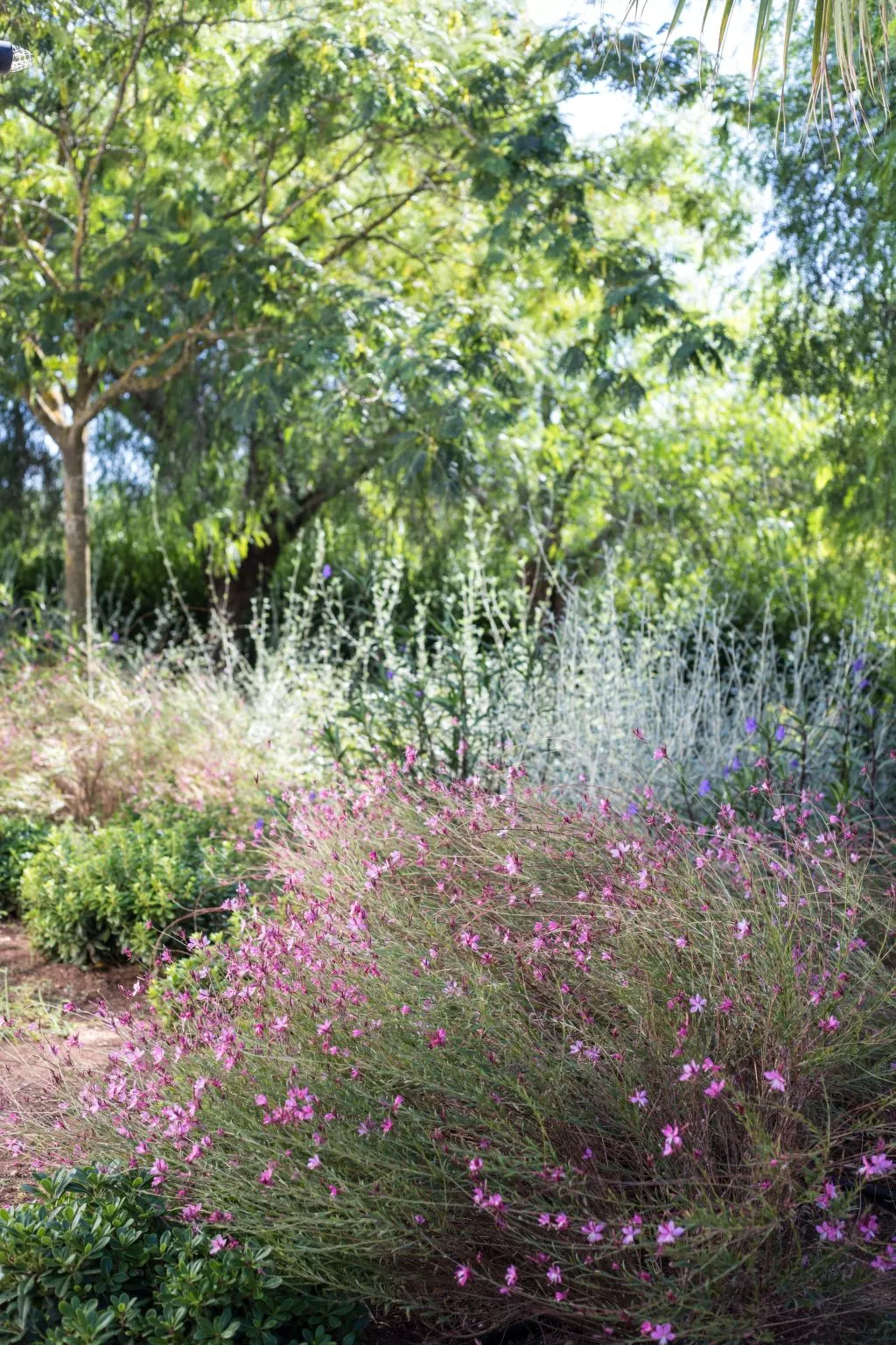 'Majesi-Image-tags.info