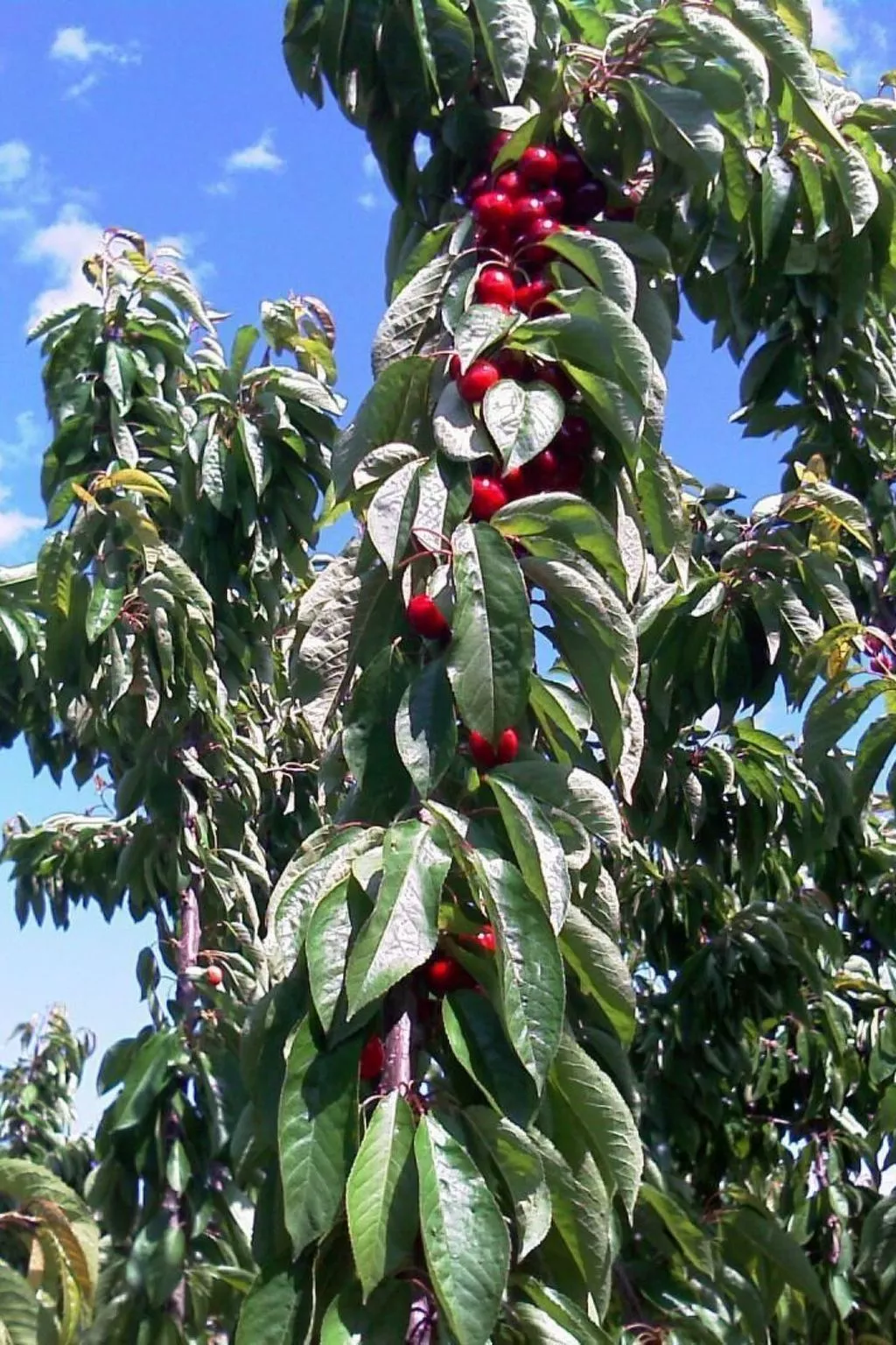 El Mirador del Soto-Image-tags.info