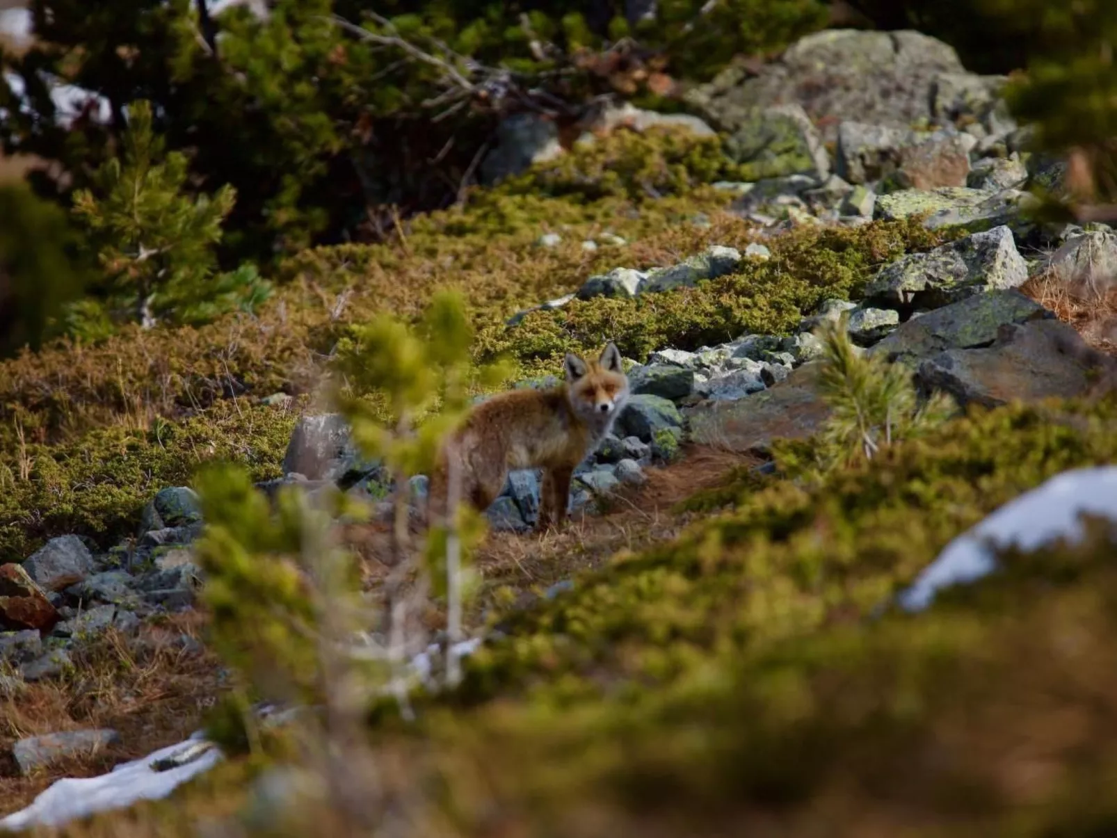 Chesa Thom / ÖV inklusive-Image-tags.info