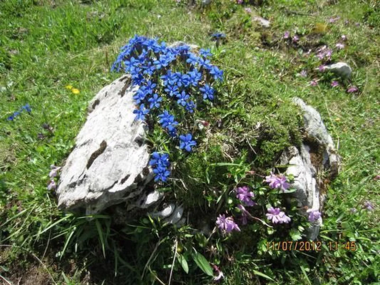 Chesa Basilisk 1 - ÖV inklusive-Buiten