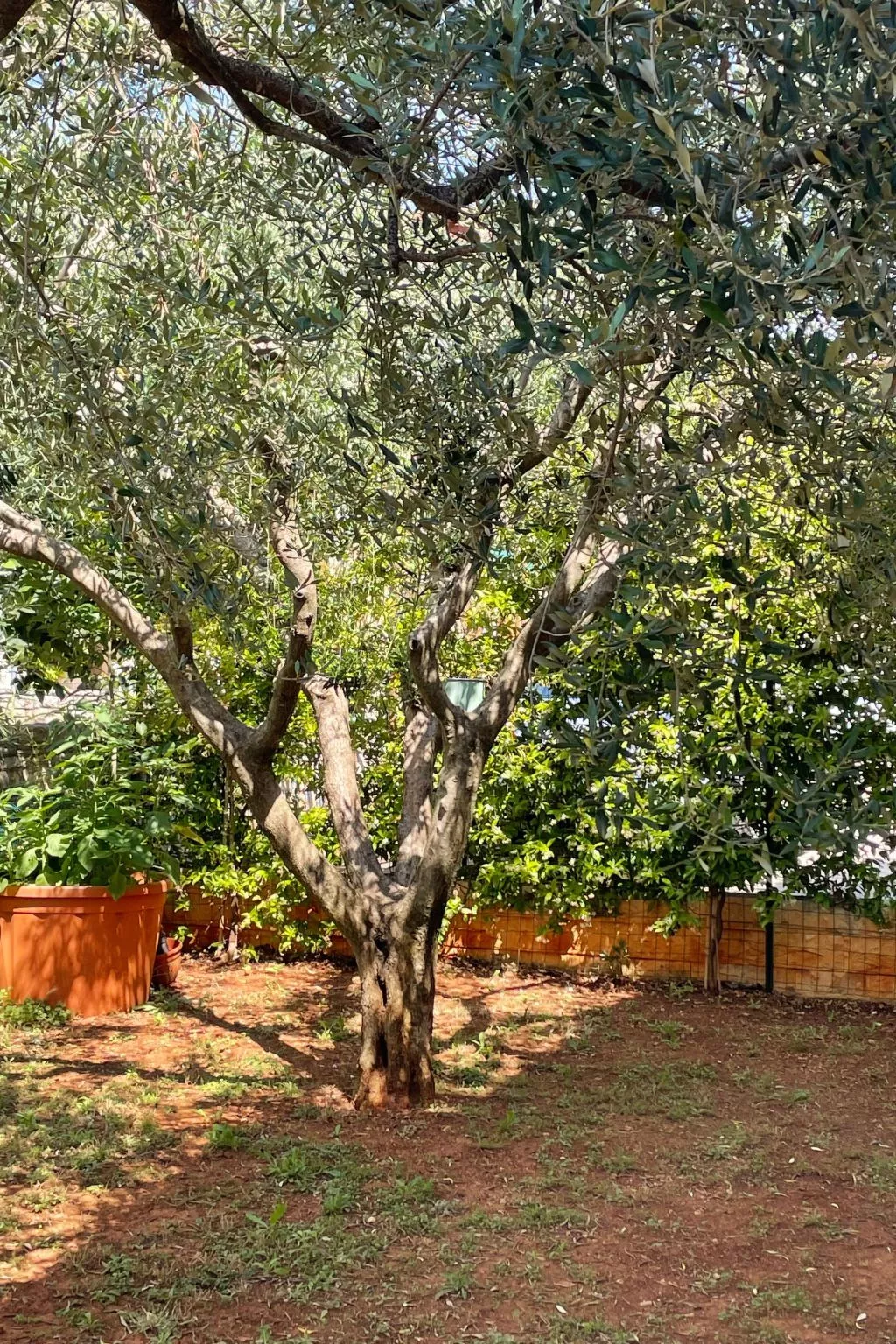 Komplette Villa mit zwei Appartements-Buiten