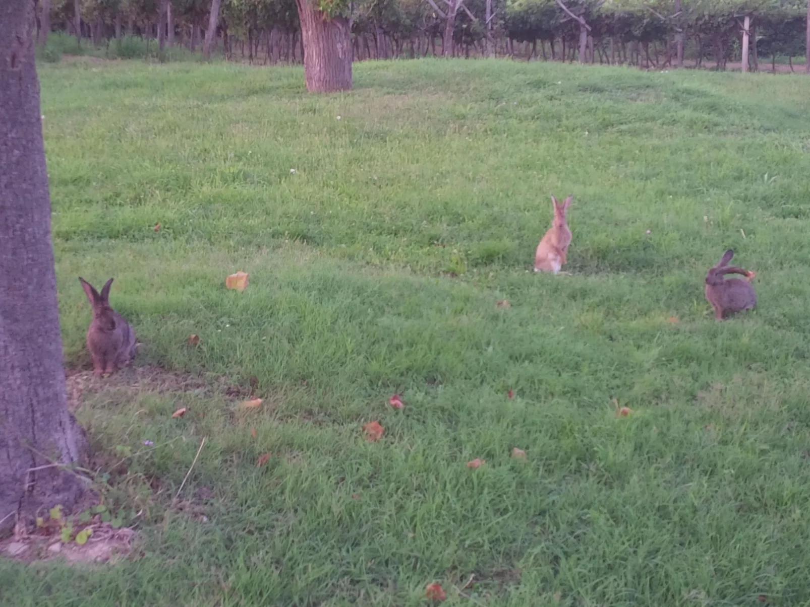 Appartement mit Balkon-Image-tags.info