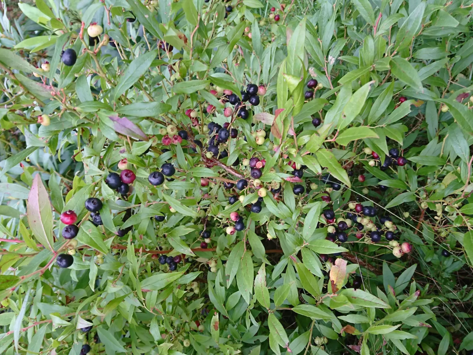 Saxarsviken-Image-tags.info