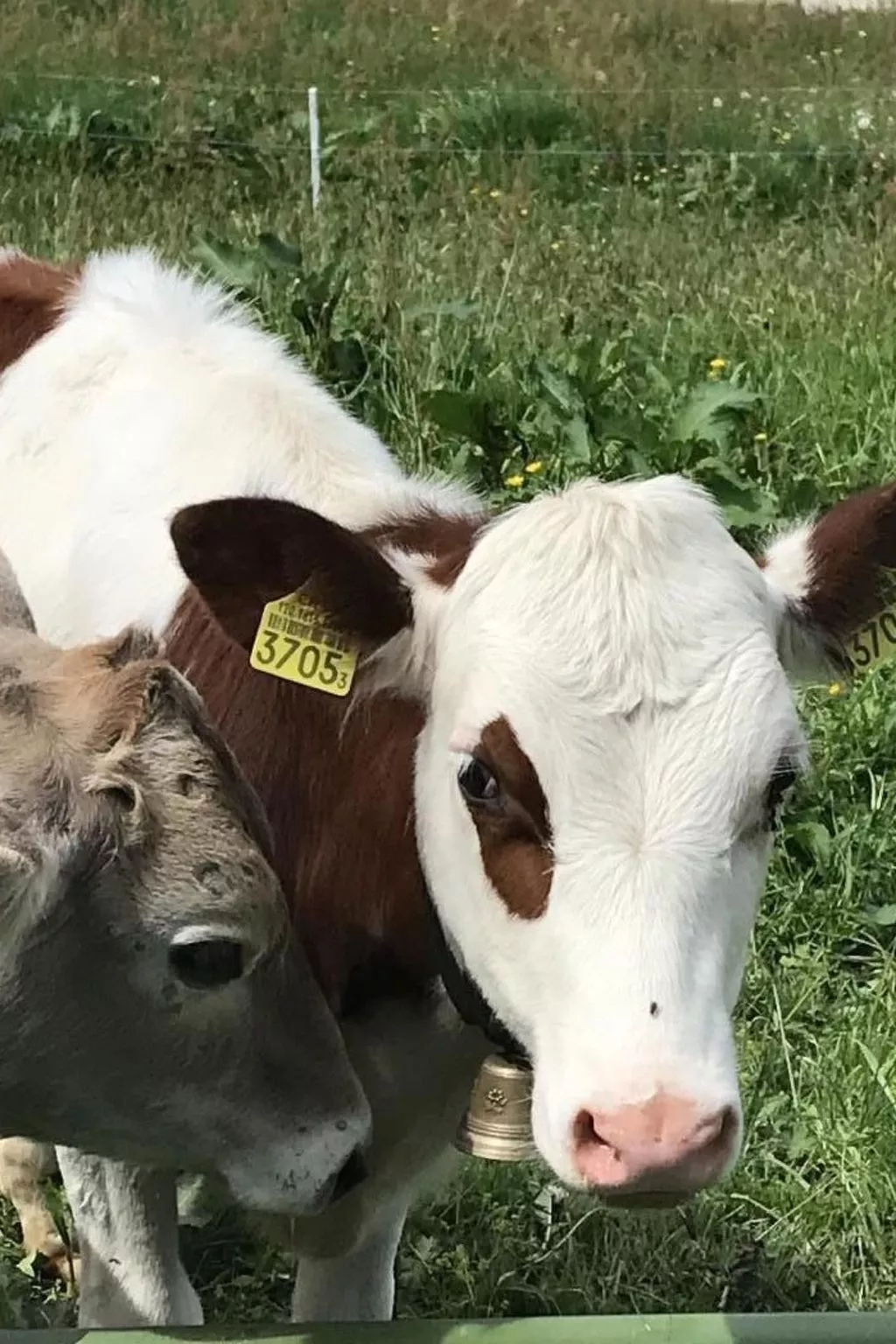 Villa Seelisberg mit Jacuzzi und Panoramablick-Image-tags.info