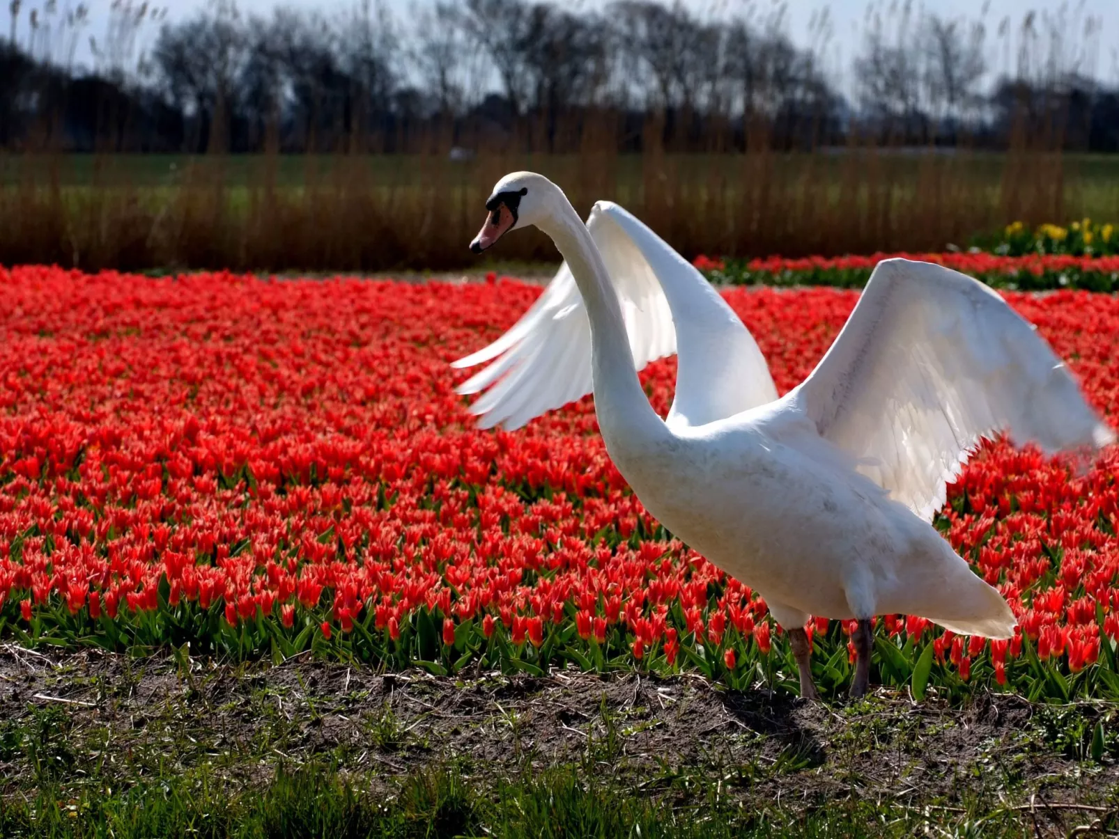 "De Korre 4" mit privatem Garten und Terrasse-Buiten