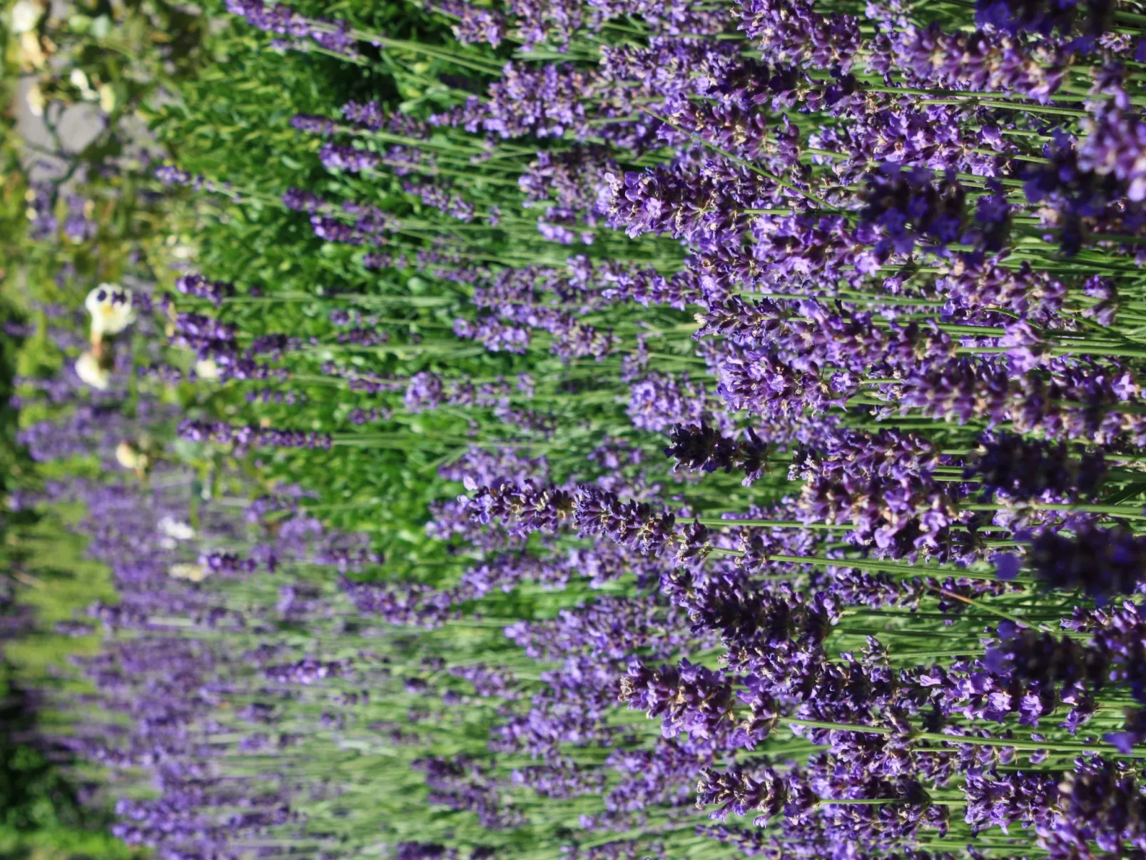 Wohlfühloase für Natur- und Gartenliebhaber-Buiten