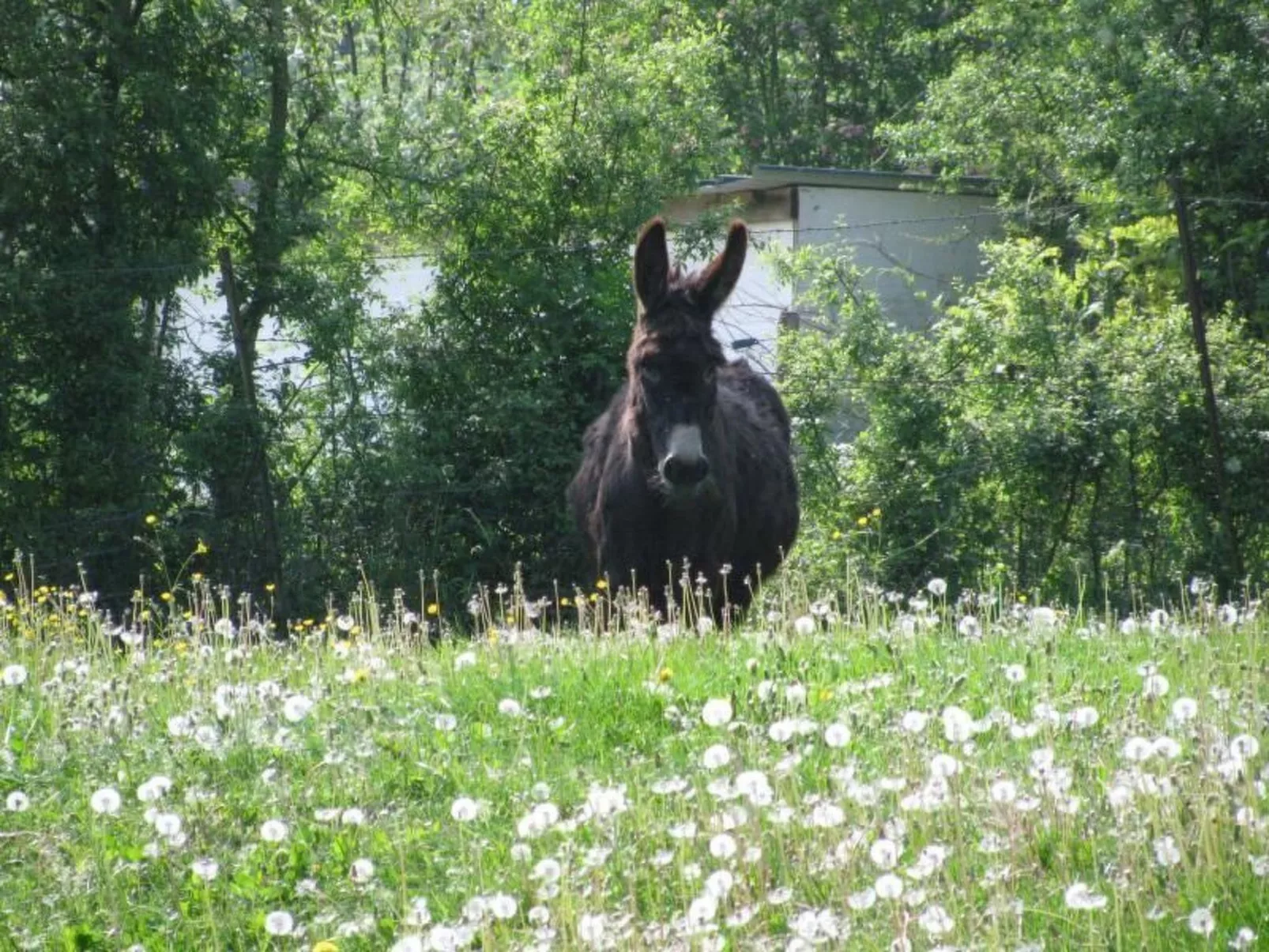La Bergerie du Festel-Buiten