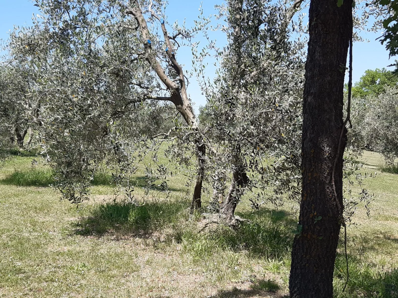 Villa Poggio le Vignacce