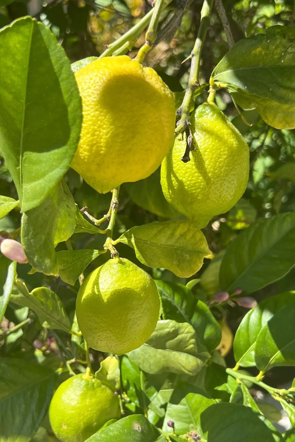 Schicker Bungalow in extrem ruhiger Lage und doch zentral gelegen-Buiten