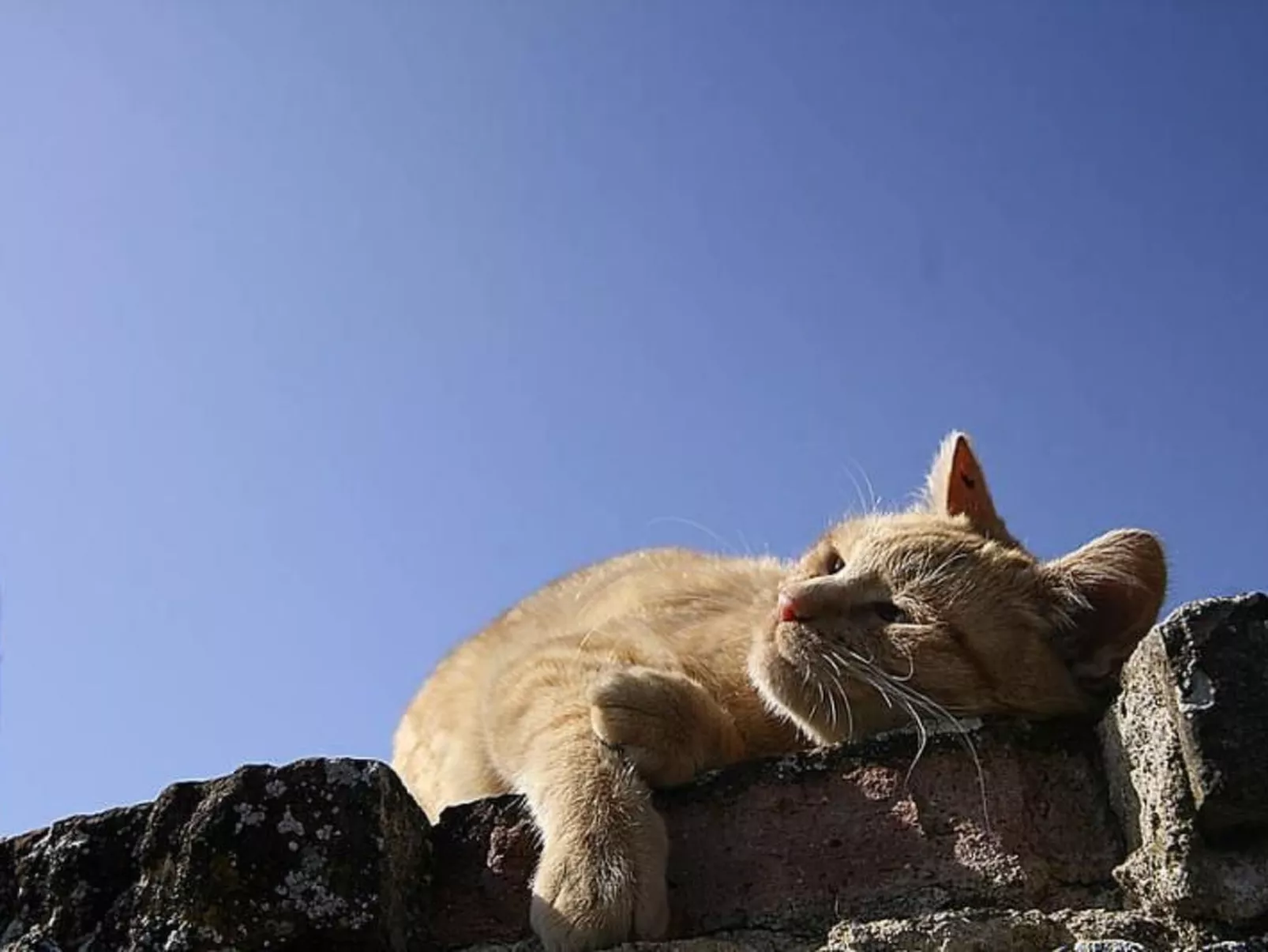 Wohnung mit Poolbenutzung-Buiten
