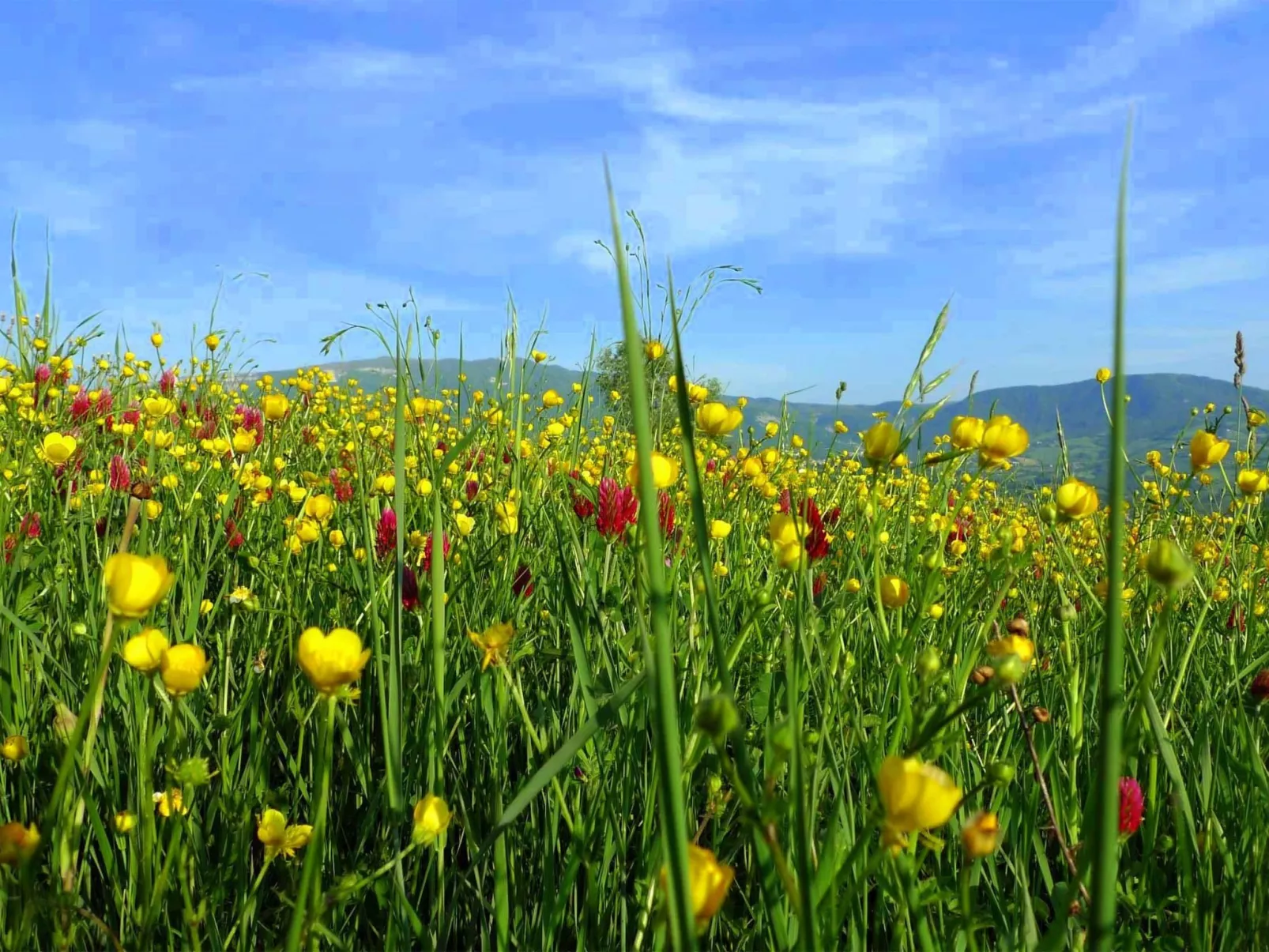Charmante Wohnung mit privatem Garten-Image-tags.info