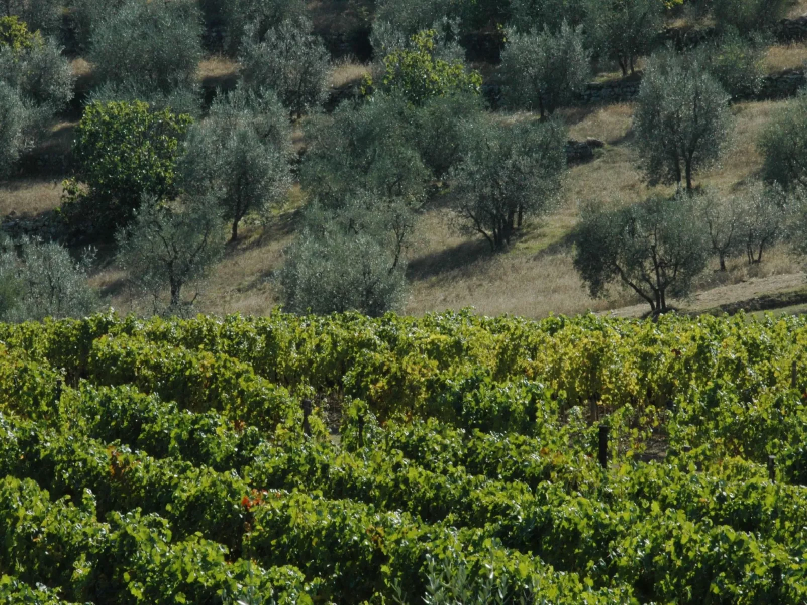 Anwesen "Frantoio" mit Infinity-Pool-Image-tags.info