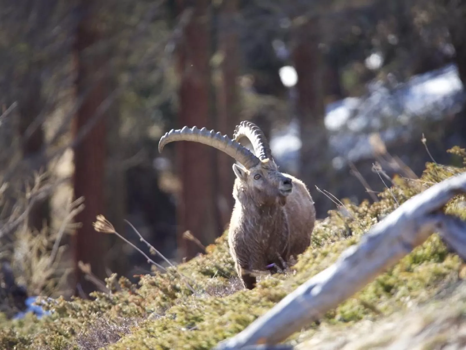 Chesa Thom / ÖV inklusive-Buiten