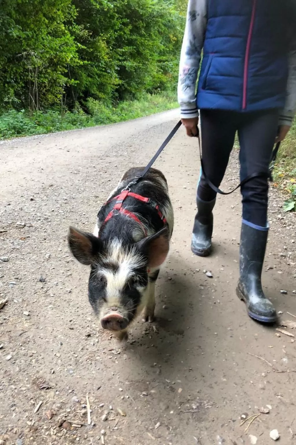 Tieroase Grünegg-Image-tags.info