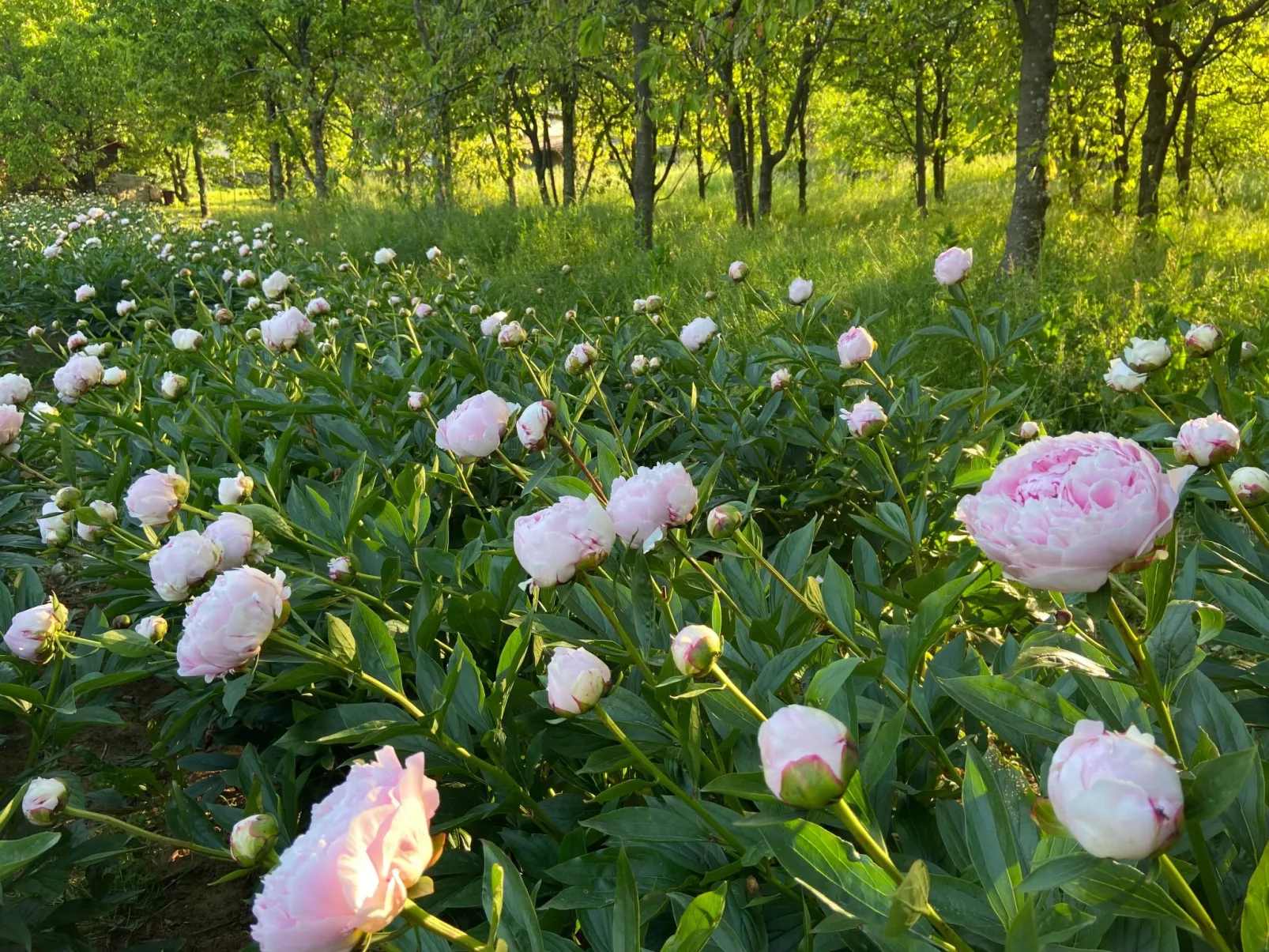 Villa Mi, Rukavac, Opatija Riviera-Buiten