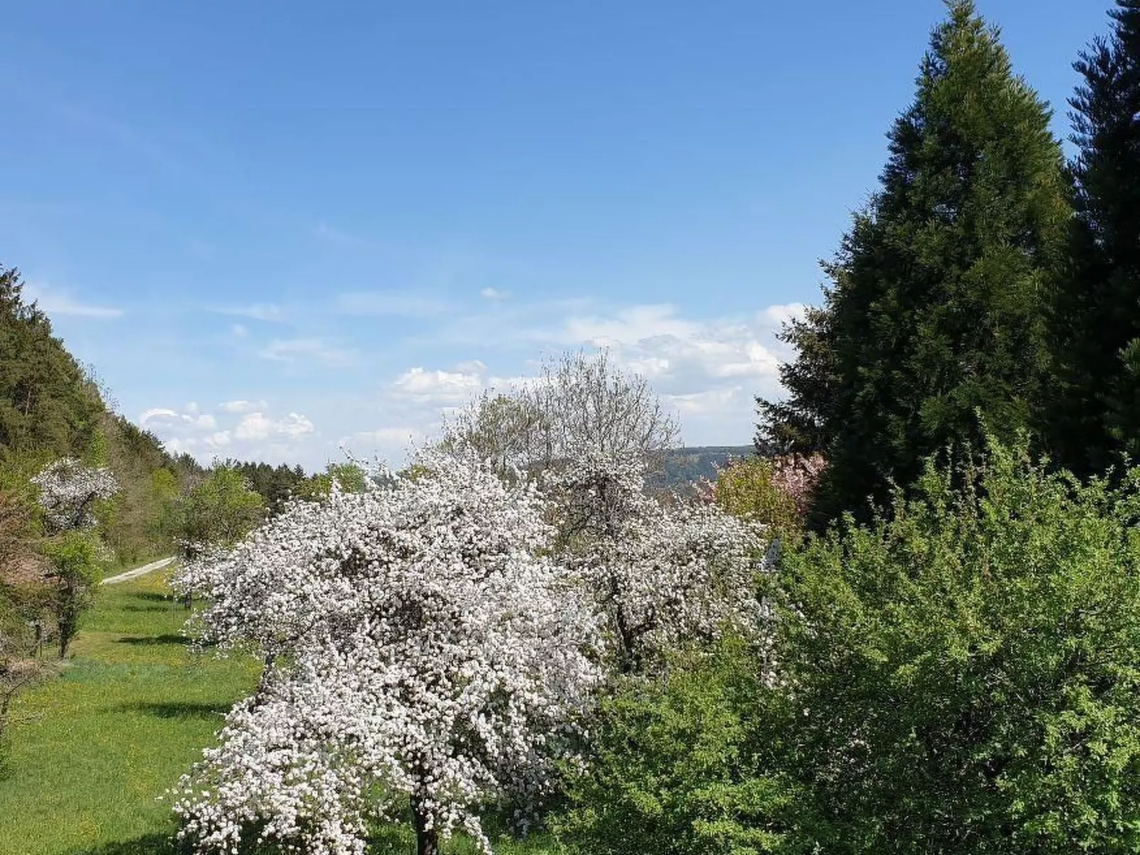 Schwarzwaldglück-Buiten
