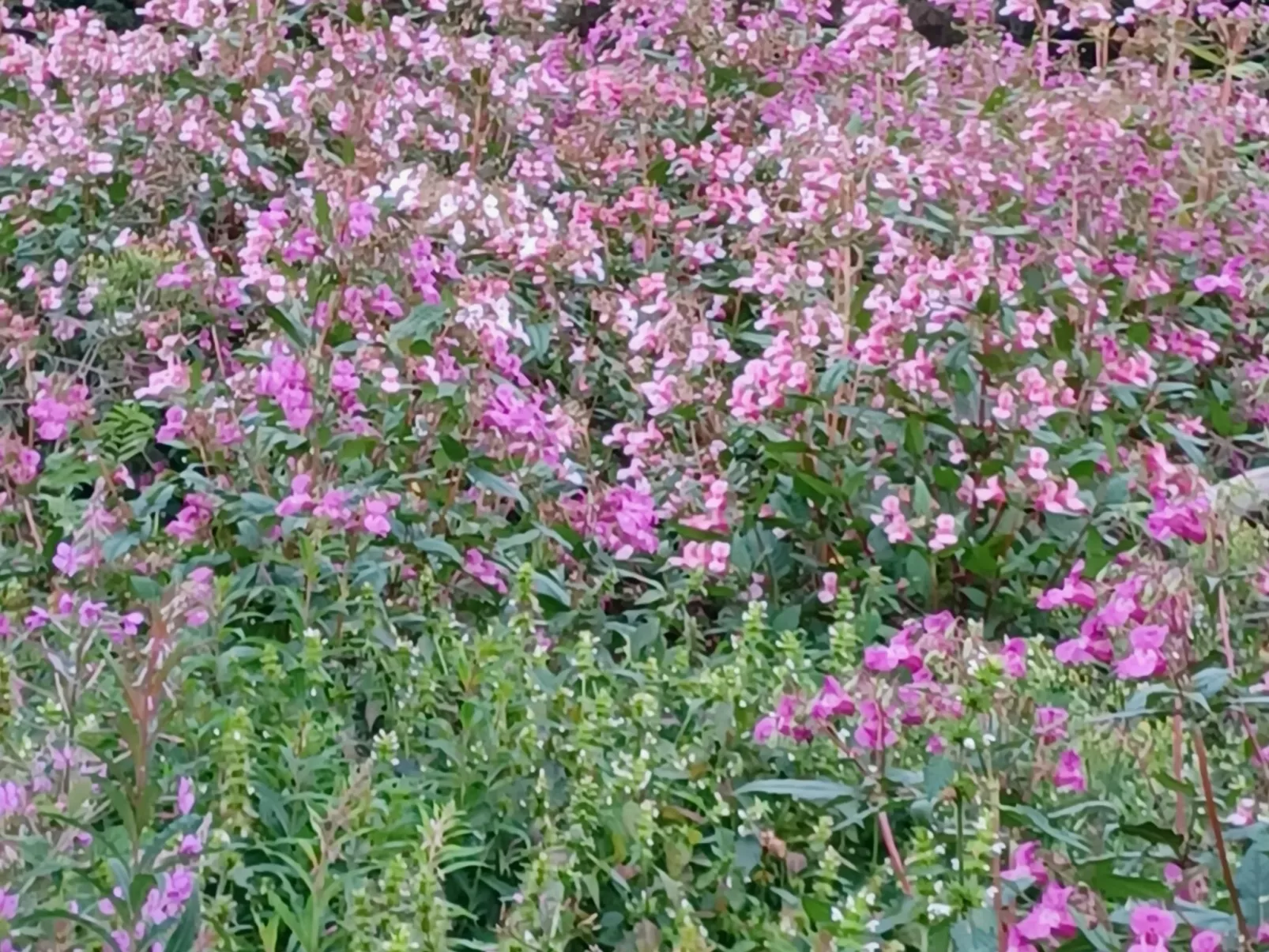 Walli OG Hahnenklee-Buiten