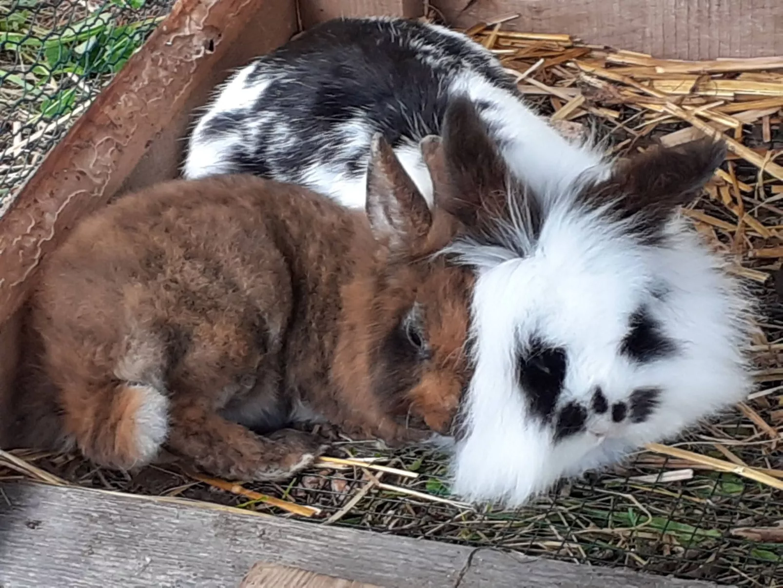 Lachtalhütte-Buiten