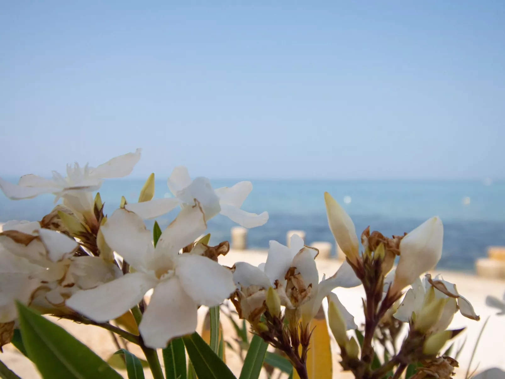 NEW Beachfront Wohnung mit Meerblick - TA Leut-Buiten