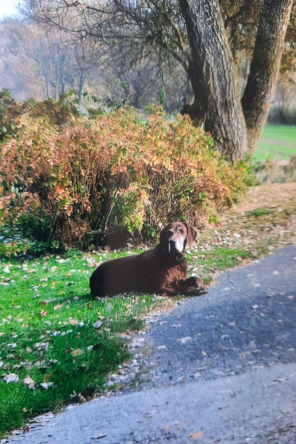 In Pilsum mit Großem Garten-Buiten