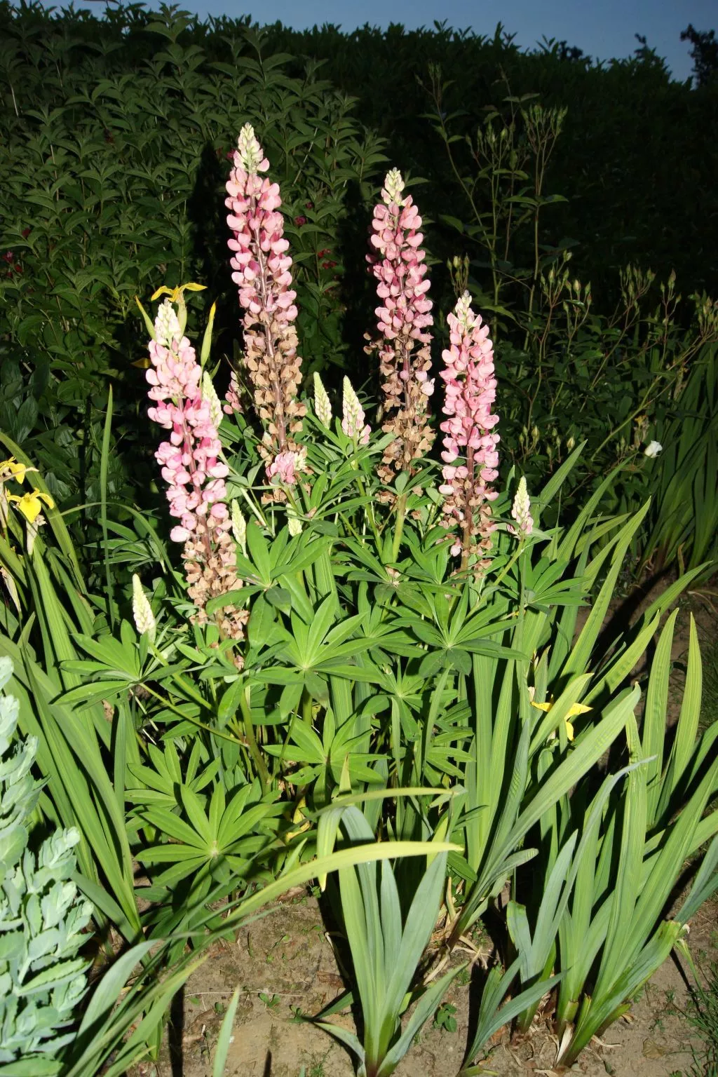 Charmante normannische Ferienwohnung Les chataigniers 2 Zimmer-Buiten