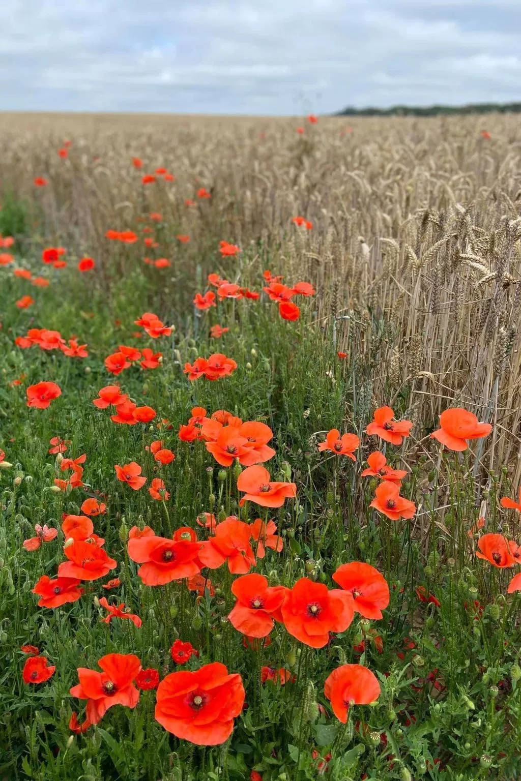 Neues normannisches Ferienhaus mit Charme die Kastanienbäume-Buiten