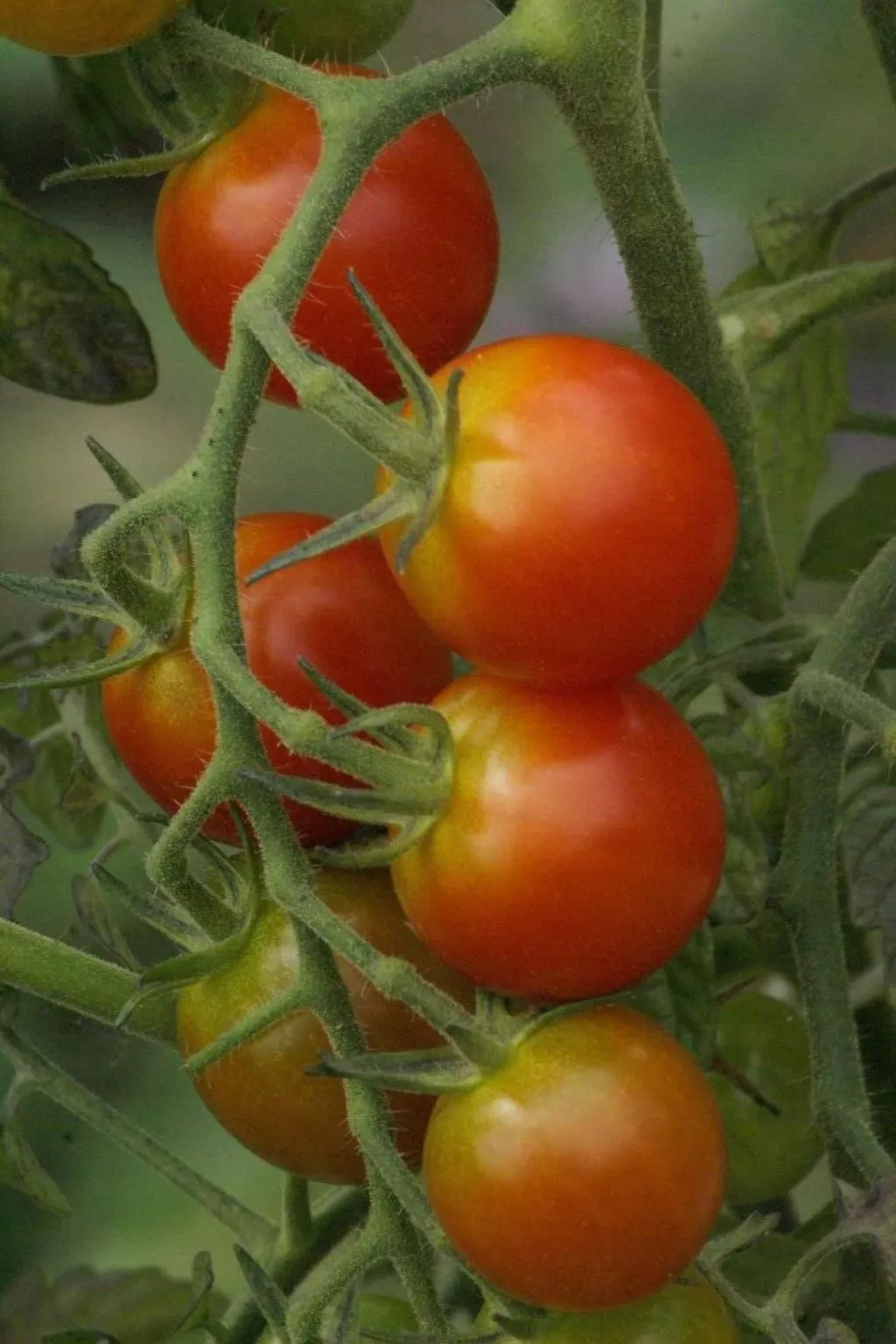 Domäne auf dem Bauernhof-Image-tags.info