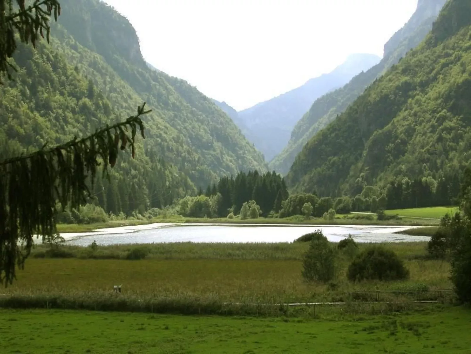 Gesegnet wie Frösche auf einem Seerosenblatt