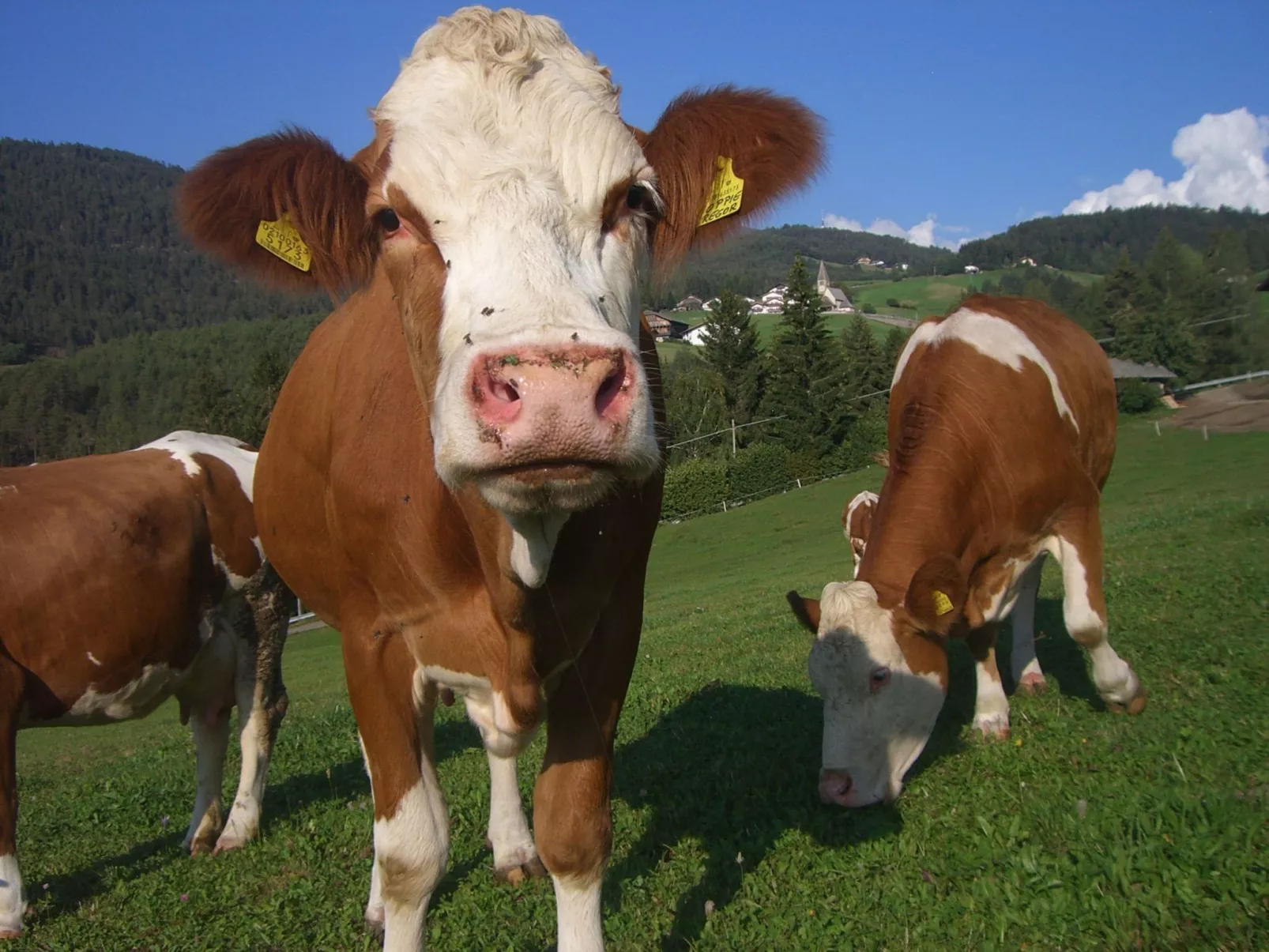 Kompatscherhof-Image-tags.info